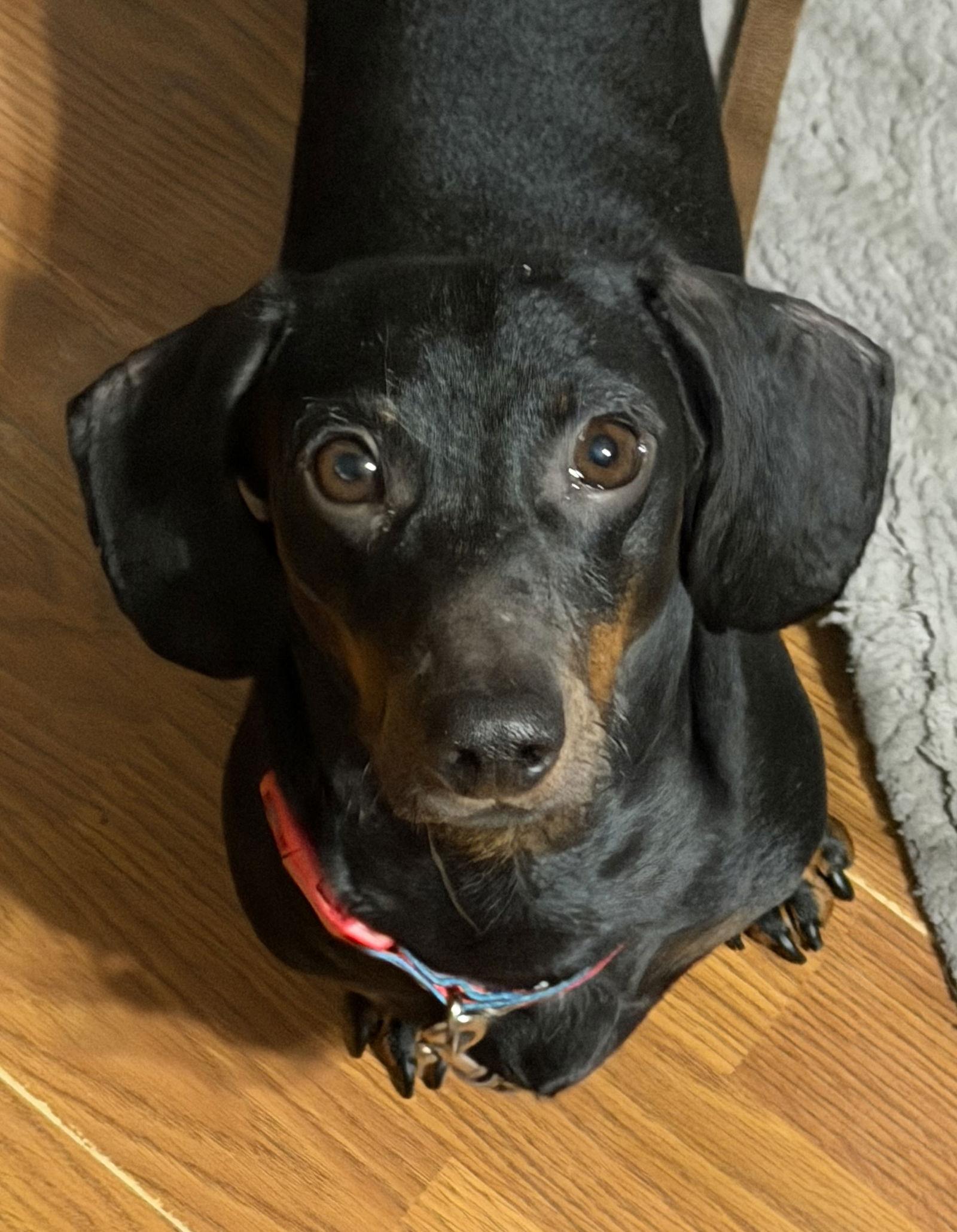 Enlarge Tedrick, a Adoptable Dachshund in Sioux Falls, SD image 1/1