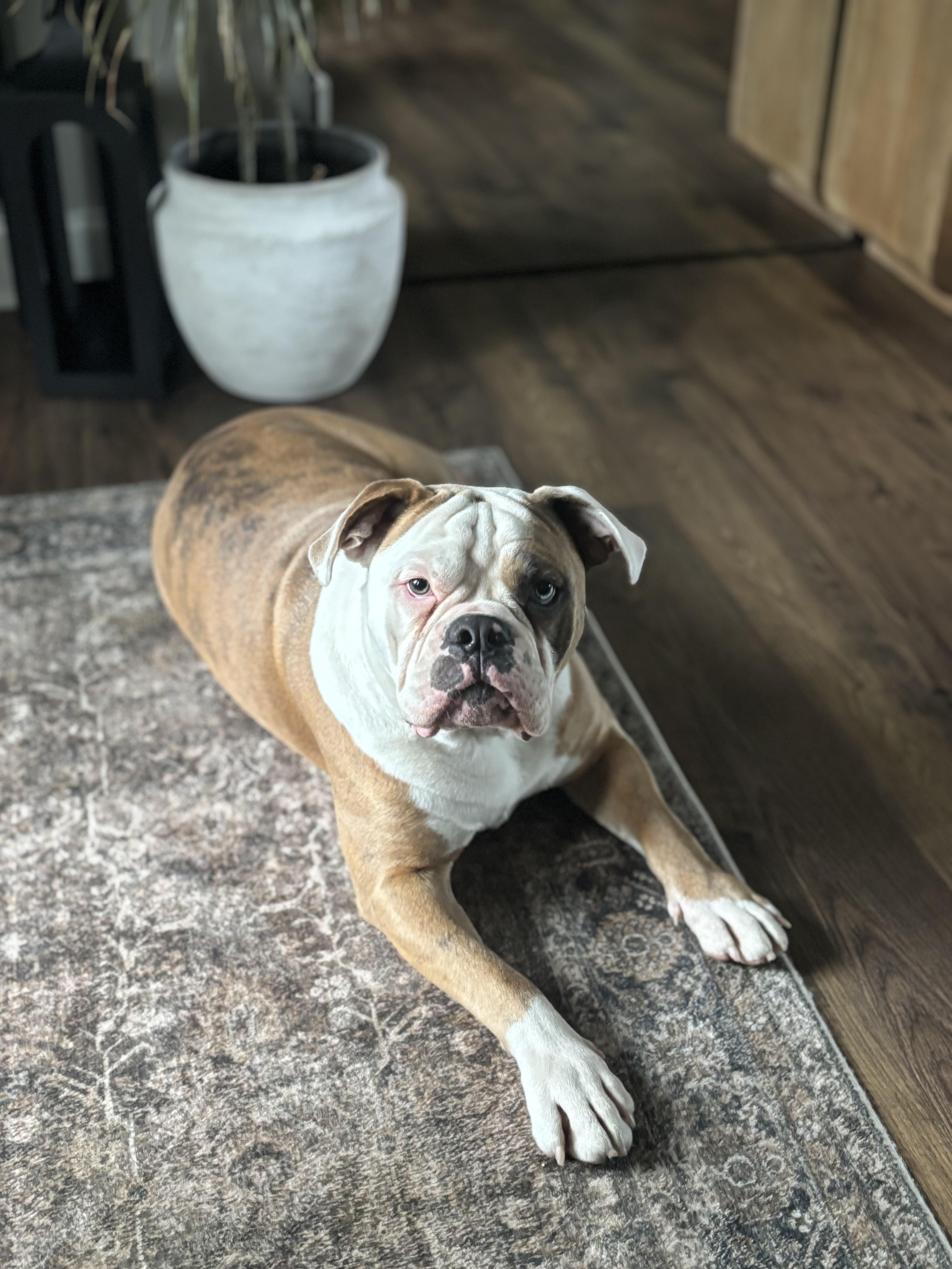 Jack, Adopted, Young Male English Bulldog & Boxer.