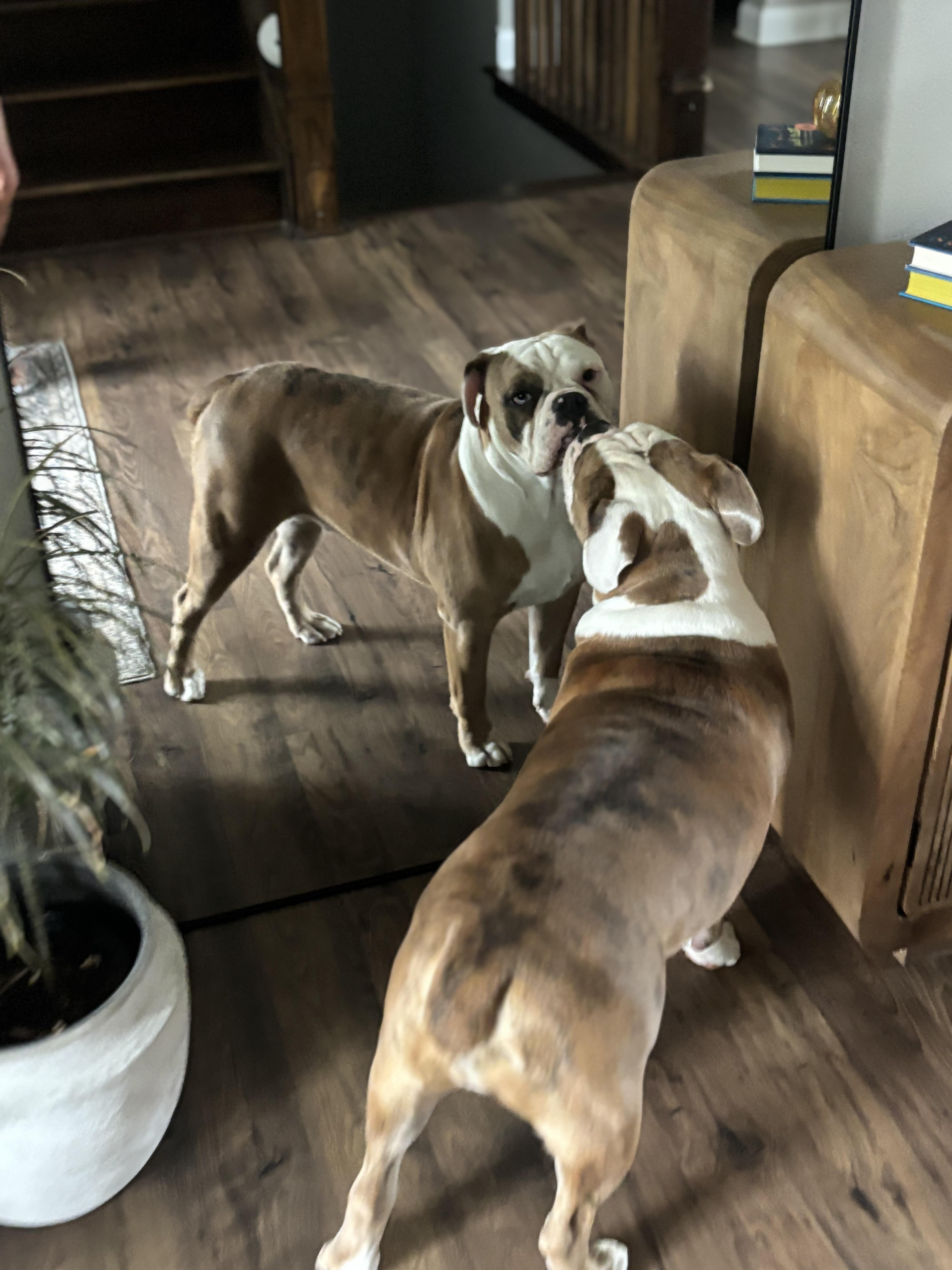 Enlarge Jack, a Adopted mixed breed in Mentor, OH image 4/5