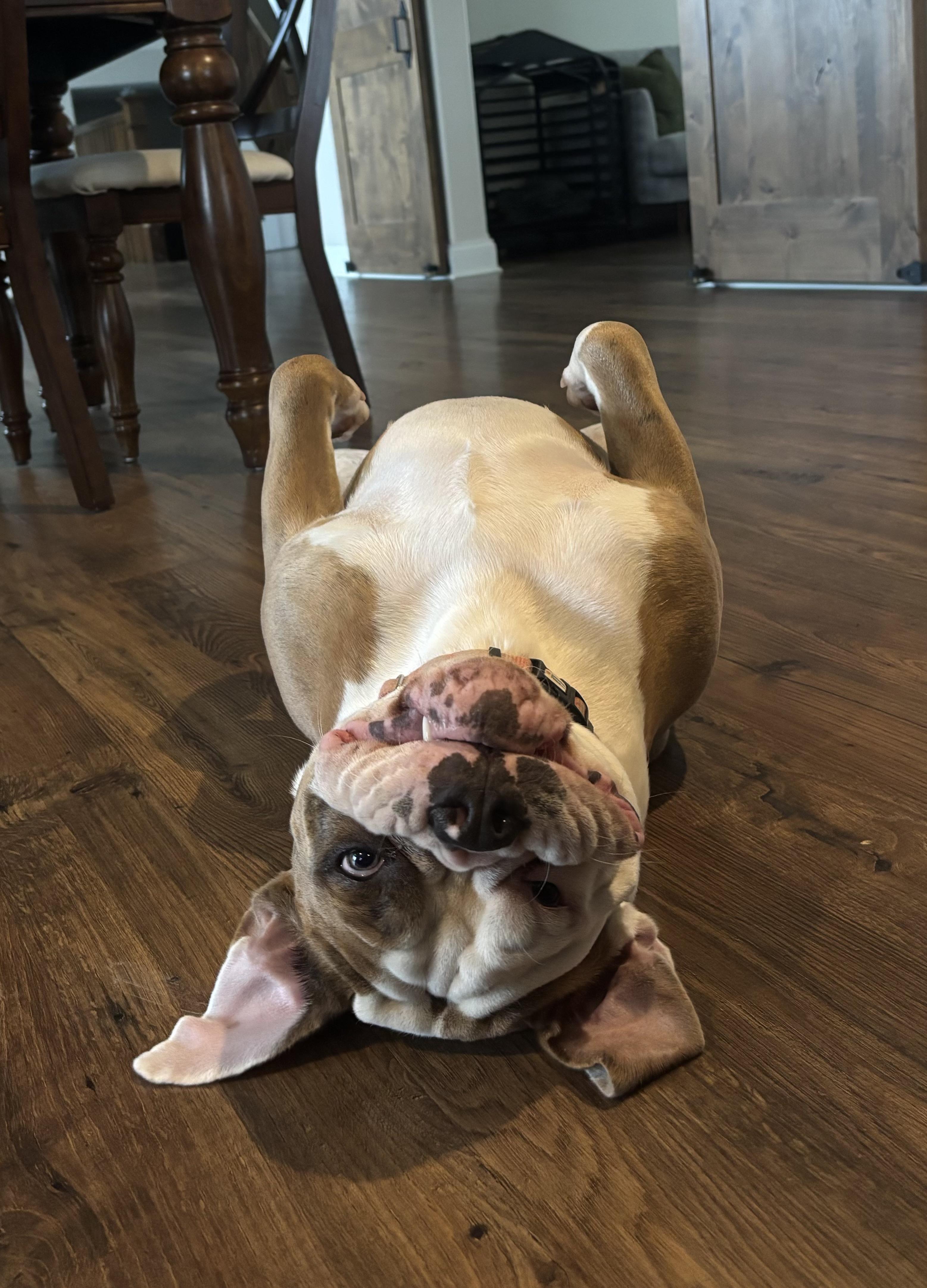 Enlarge Jack, a Adopted mixed breed in Mentor, OH image 5/5