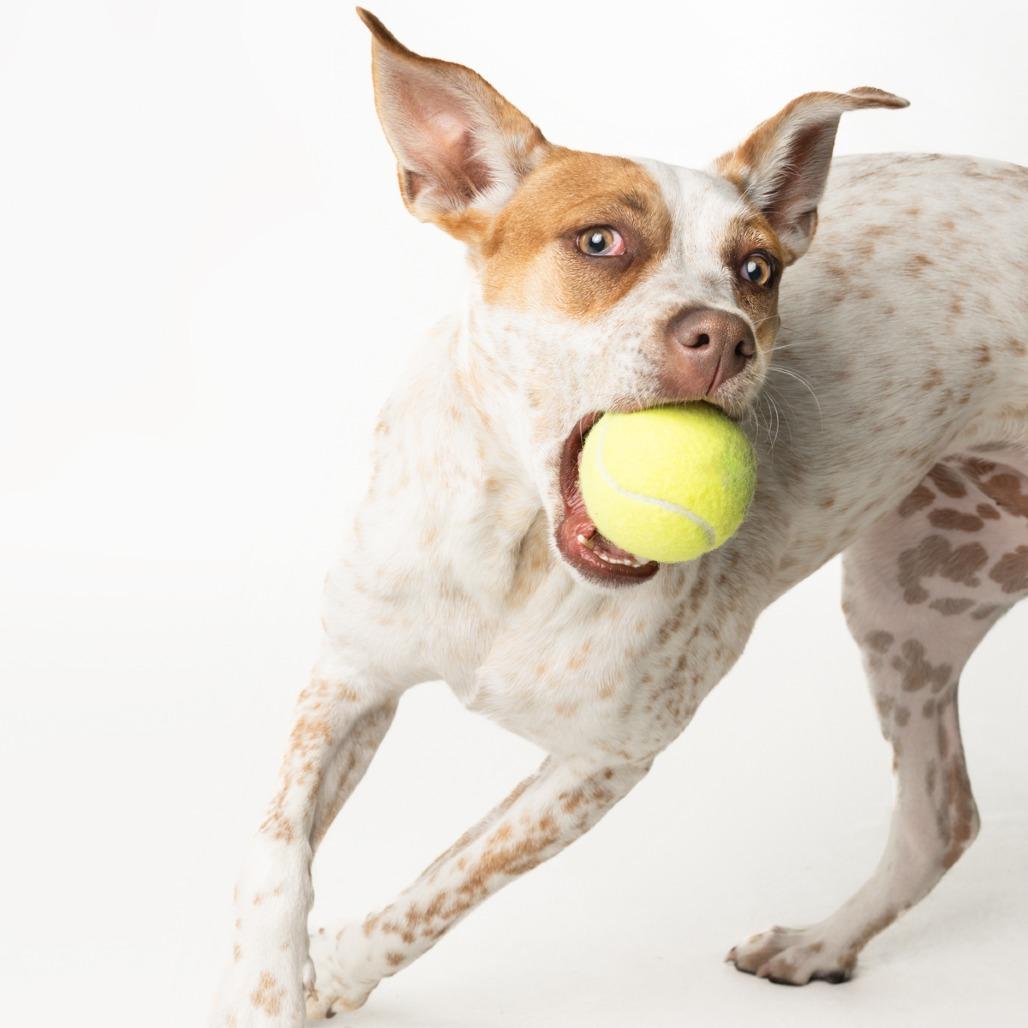 Tiffany, a Adoptable mixed breed in Seminole, FL image 1/6