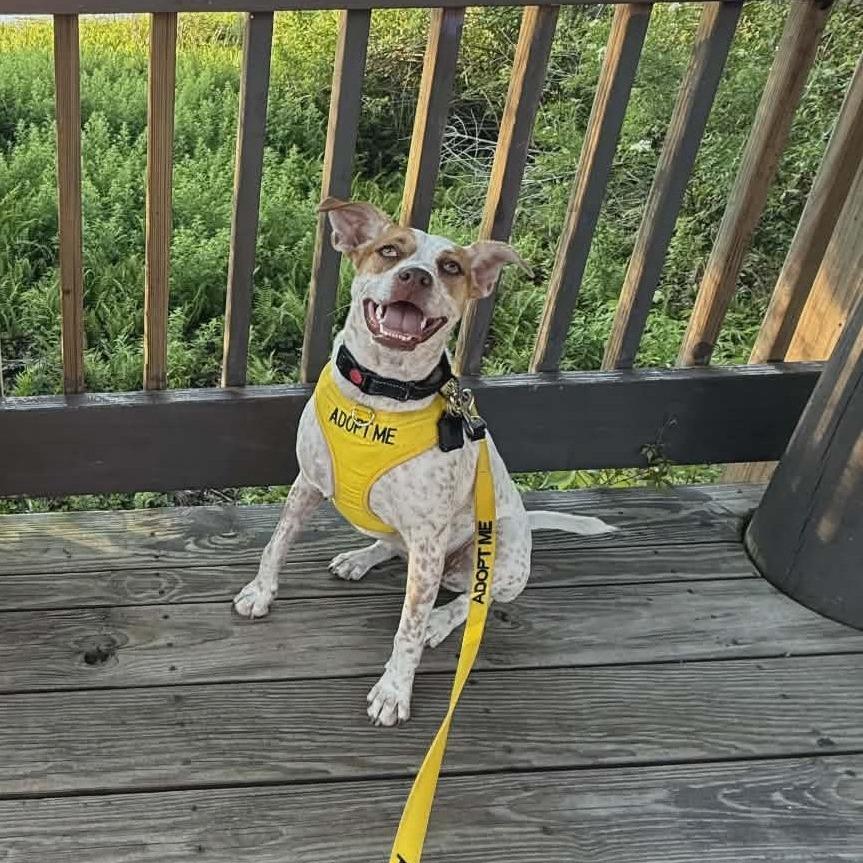 Tiffany, a Adoptable mixed breed in Seminole, FL image 2/6