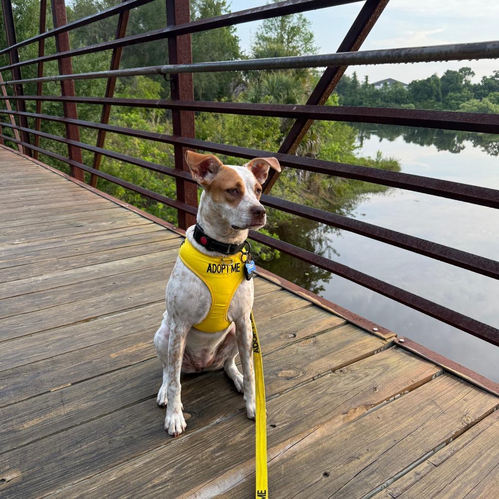 Tiffany, a Adoptable mixed breed in Seminole, FL image 3/6