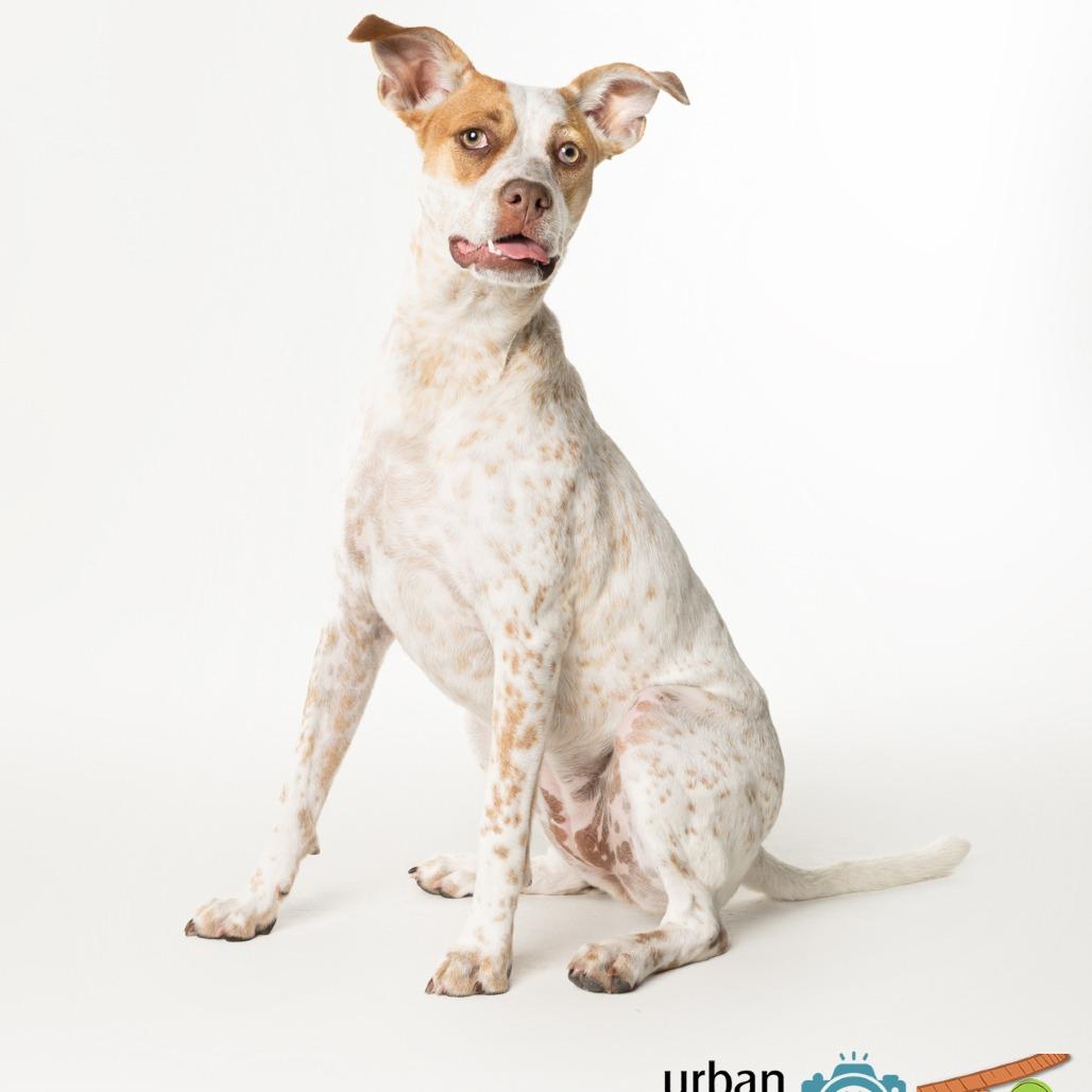 Tiffany, a Adoptable mixed breed in Seminole, FL image 4/6