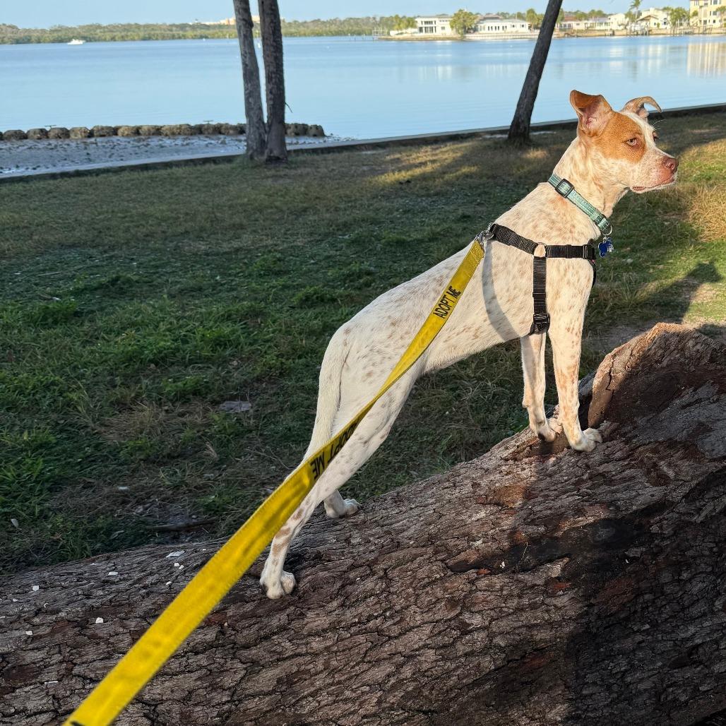 Tiffany, a Adoptable mixed breed in Seminole, FL image 5/6
