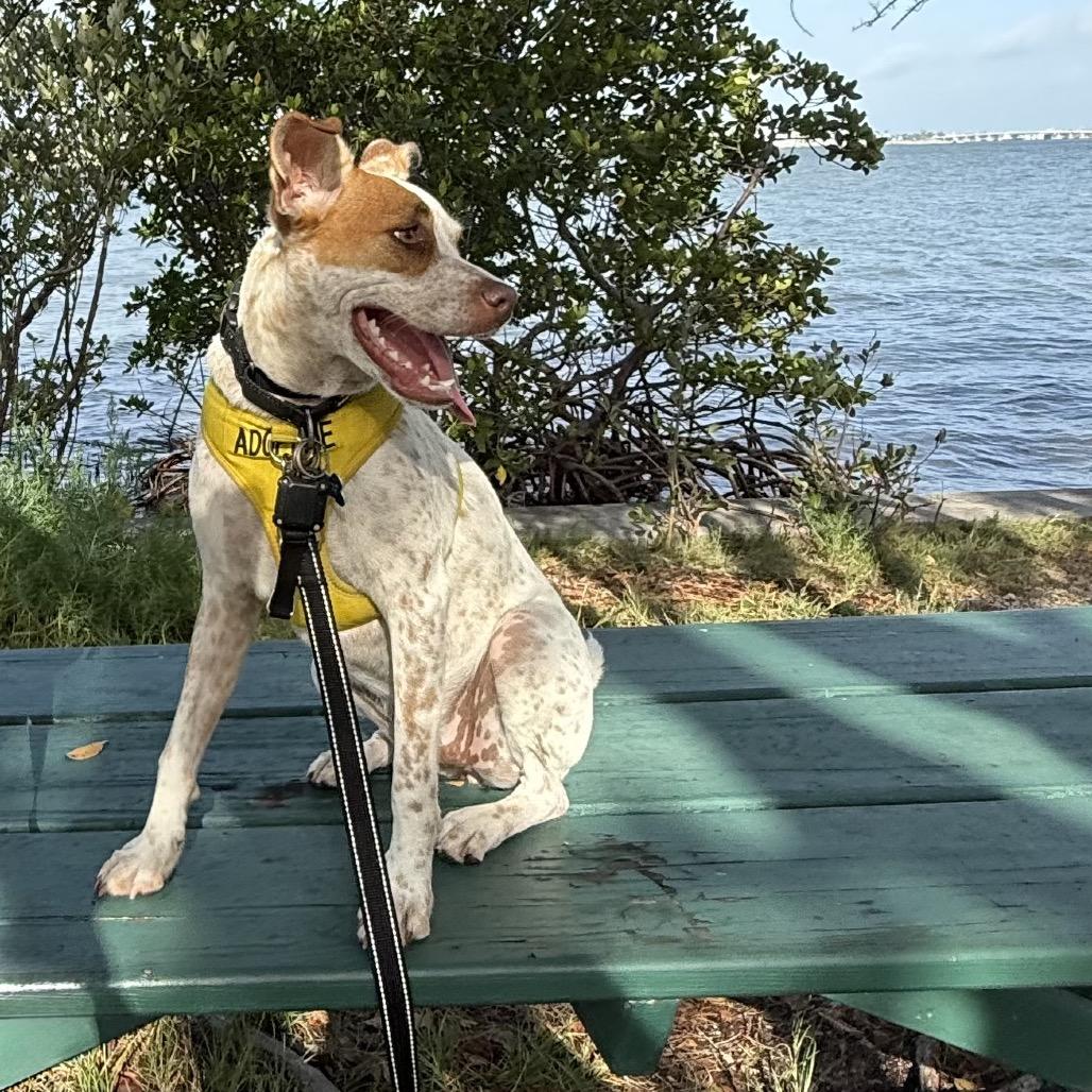 Tiffany, a Adoptable mixed breed in Seminole, FL image 6/6