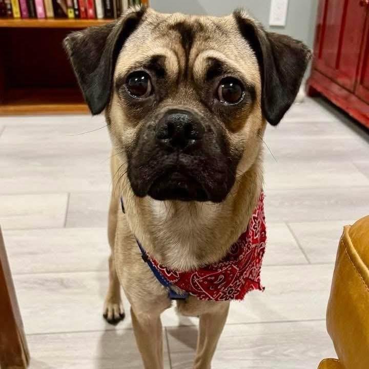 Jellyroll, Adoptable, Young Male Pug & Terrier.