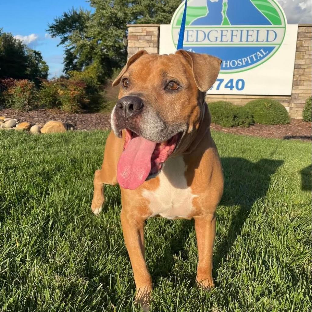Enlarge Hewey, a Adoptable Mixed Breed in Stokesdale, NC image 1/1