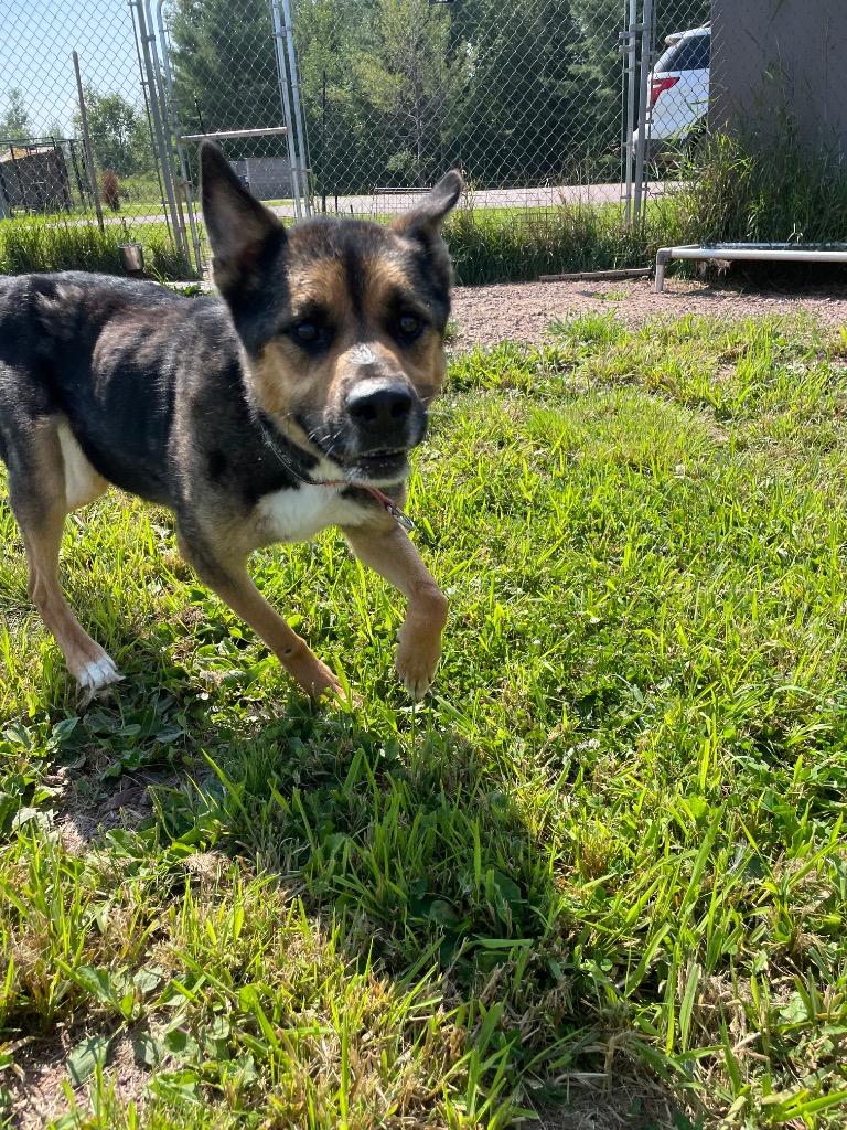 Tiggers, Adoptable, Adult Male Shepherd & Husky.