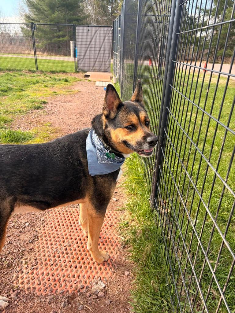 Trigger, a Adoptable mixed breed in Ashland, WI image 3/6