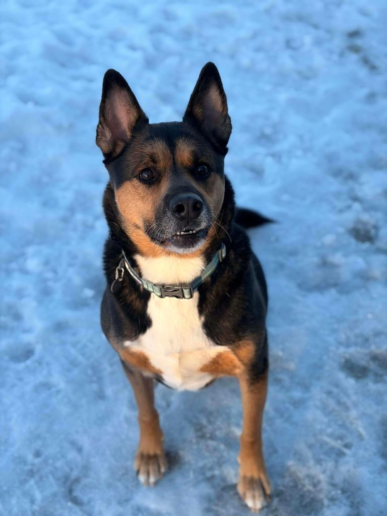 Enlarge Tiggers, a Adoptable mixed breed in Ashland, WI image 3/4