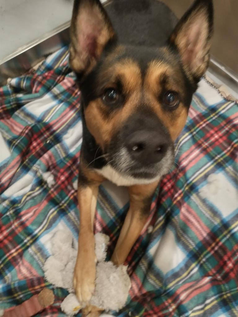 Enlarge Tiggers, a Adoptable mixed breed in Ashland, WI image 4/4