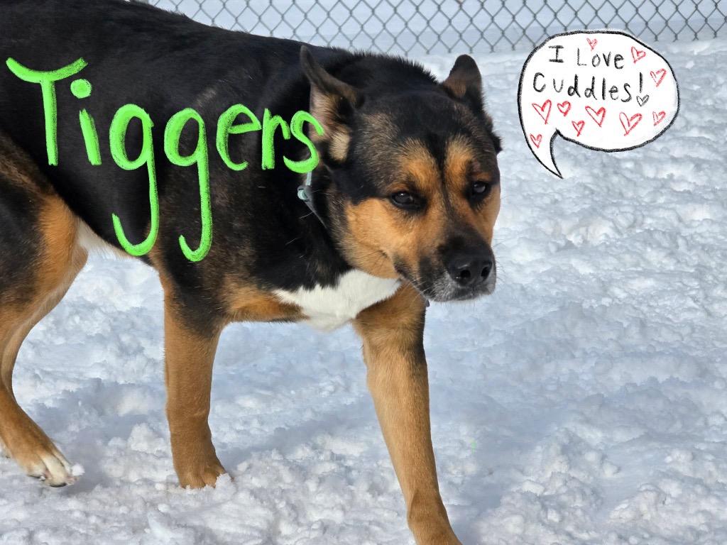 Enlarge Tiggers, a Adoptable mixed breed in Ashland, WI image 5/5