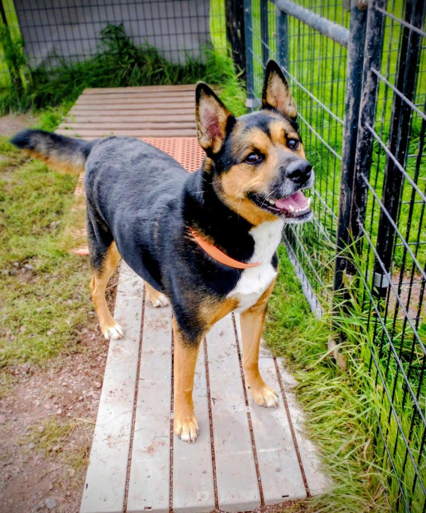 Enlarge Tiggers, a Adoptable mixed breed in Ashland, WI image 3/3