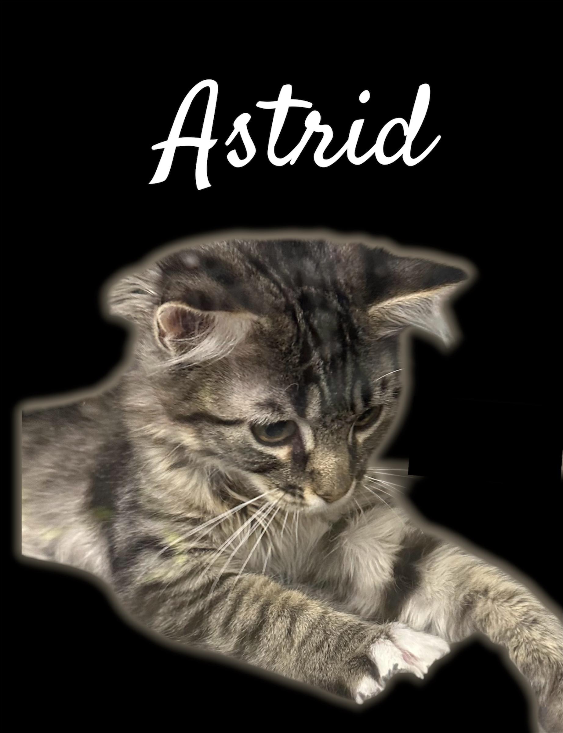 Astrid, adopted, Kitten Female Domestic Medium Hair.