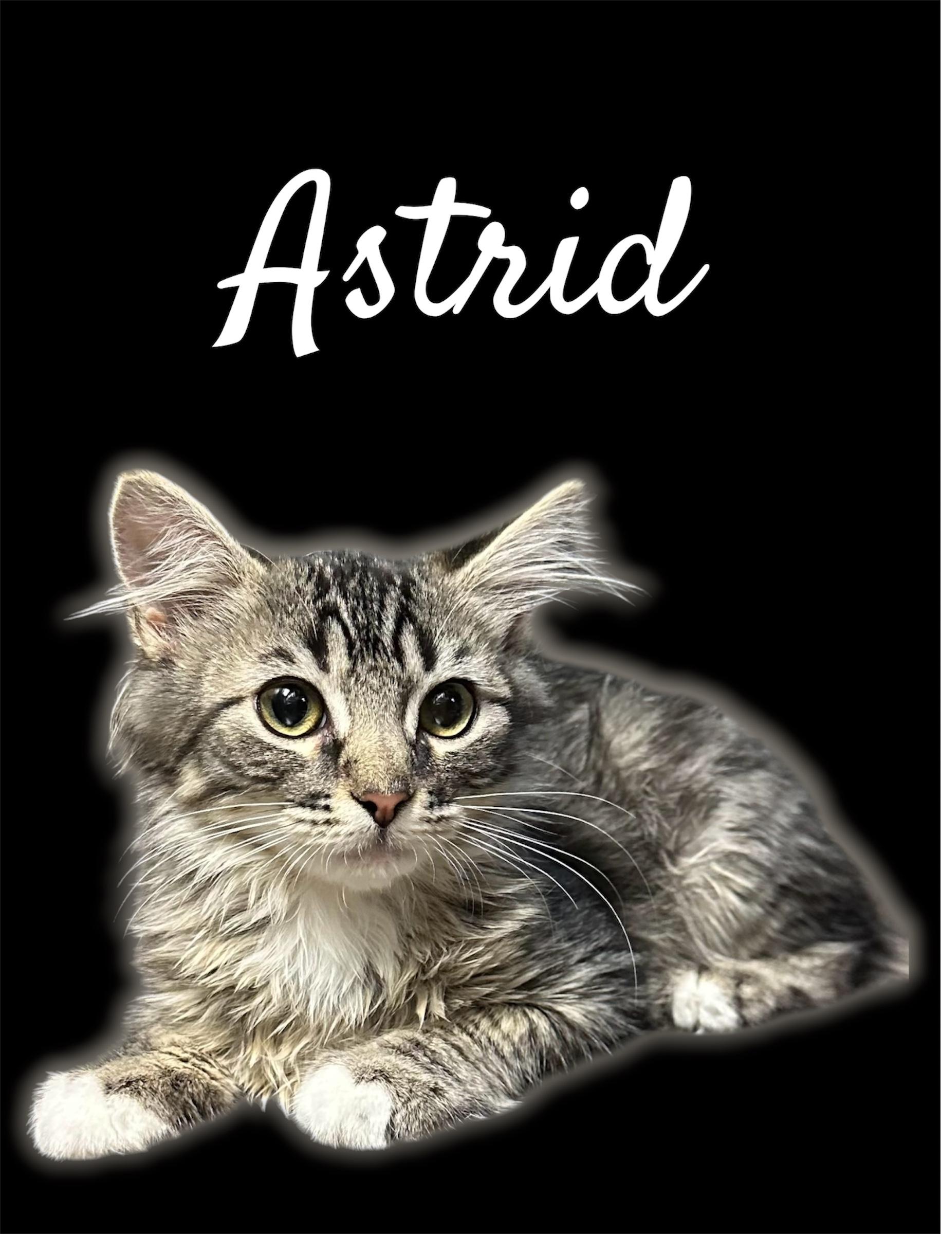 Astrid, an adopted Domestic Medium Hair in Auburn, CA image 2/2