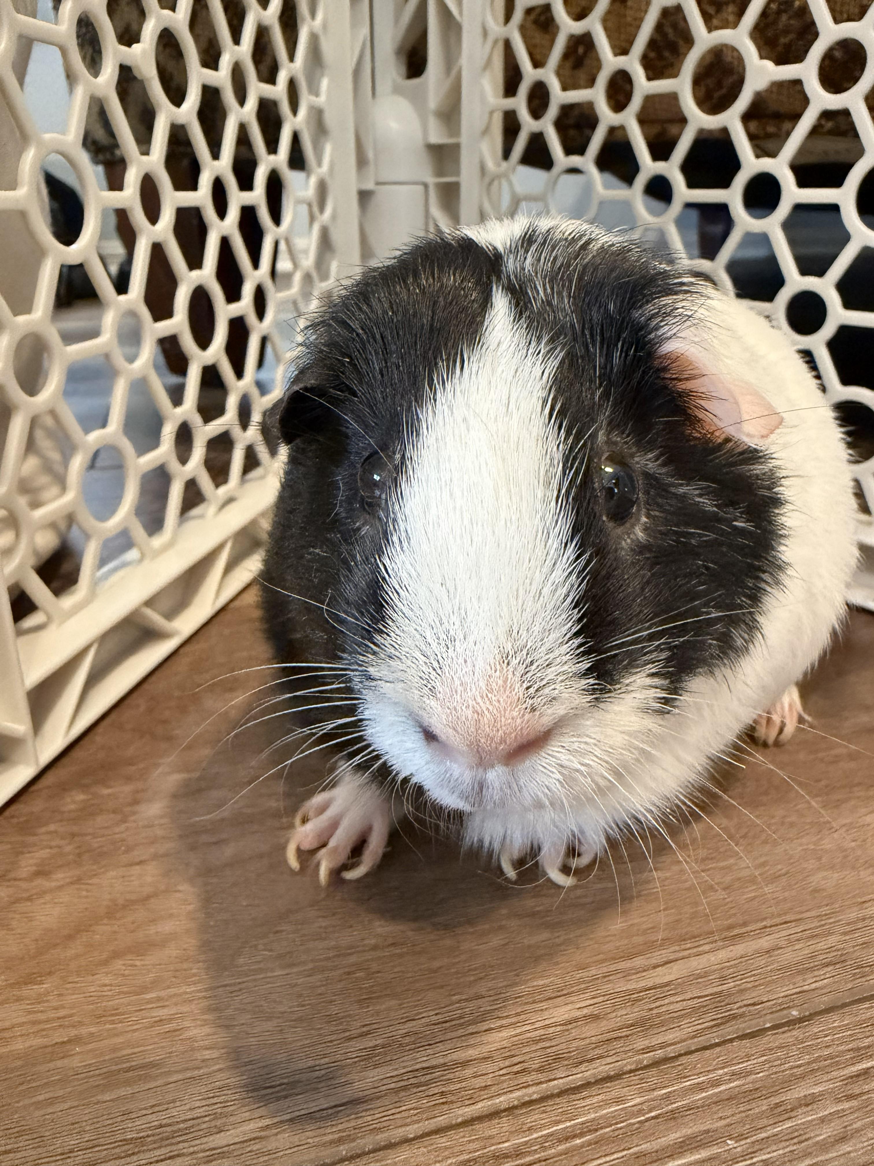 Enlarge Squidward-neutered male, a Adoptable Short-Haired in San Antonio, TX image 5/6