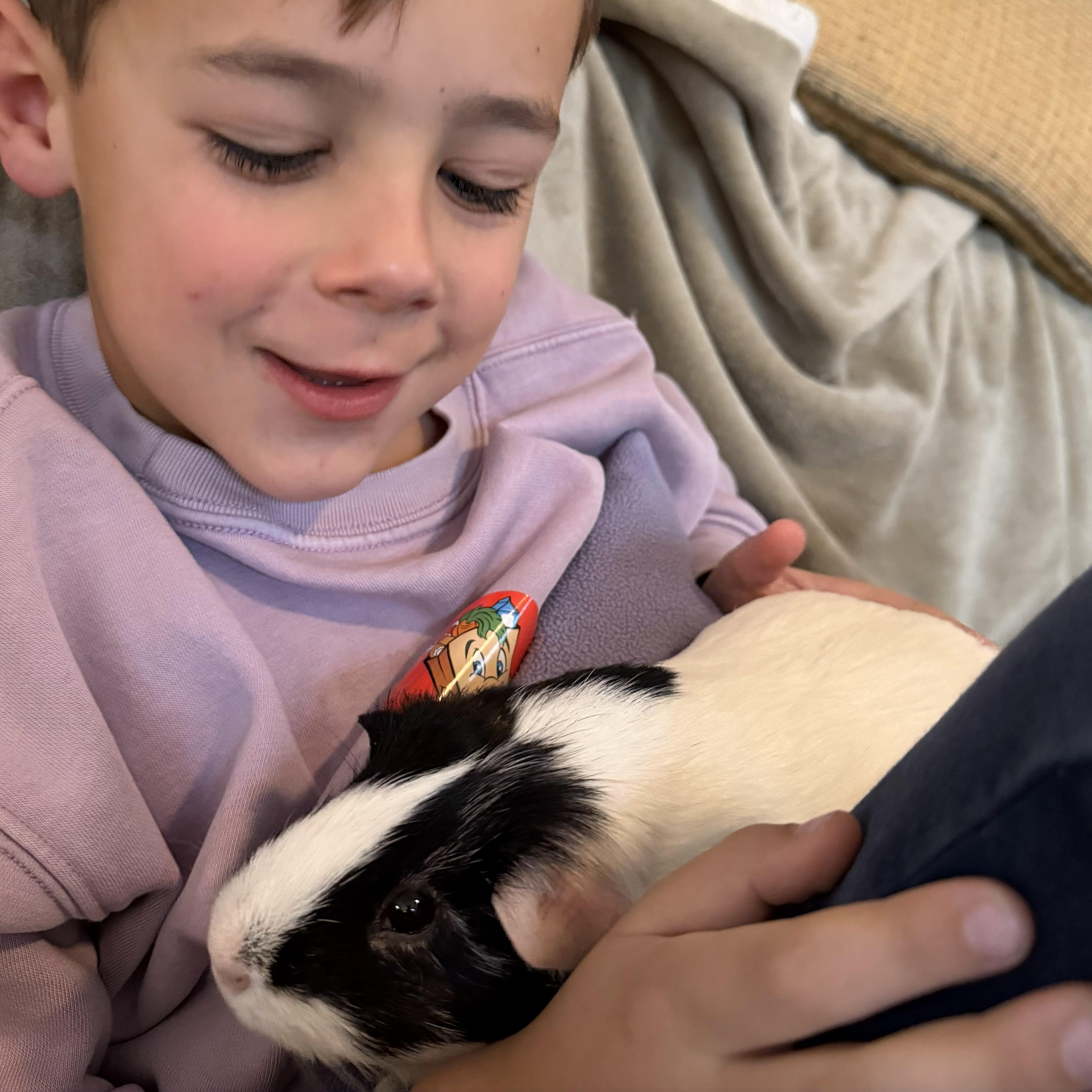 Enlarge Squidward-neutered male, a Adoptable Short-Haired in San Antonio, TX image 2/6