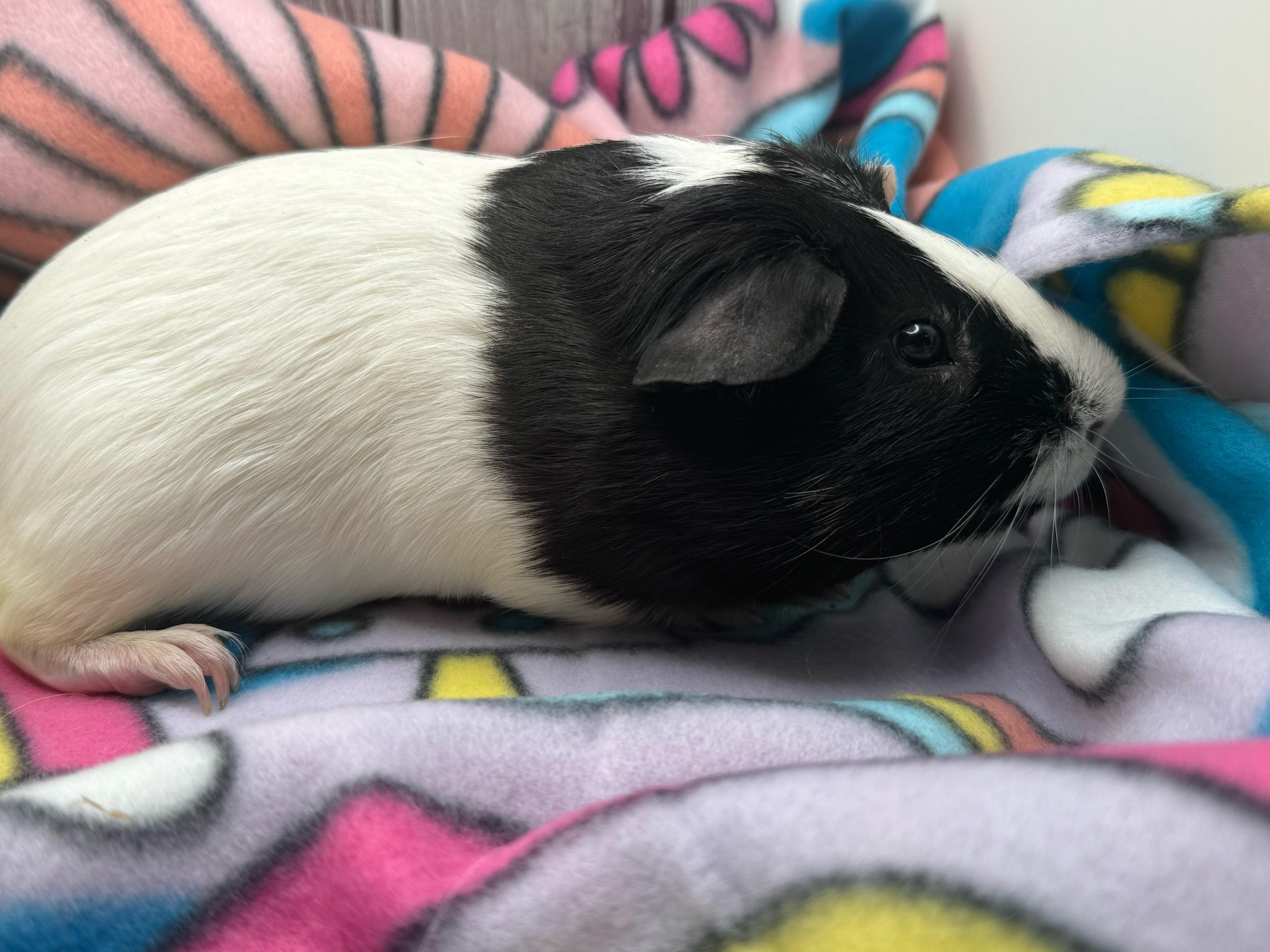 Enlarge Squidward-neutered male, a Adoptable Short-Haired in San Antonio, TX image 1/2