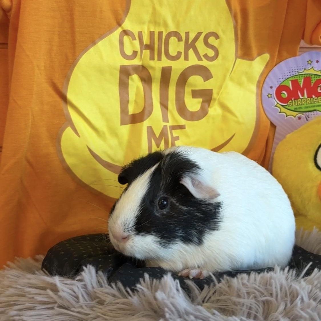 Enlarge Squidward-neutered male, a Adoptable Short-Haired in San Antonio, TX image 6/6