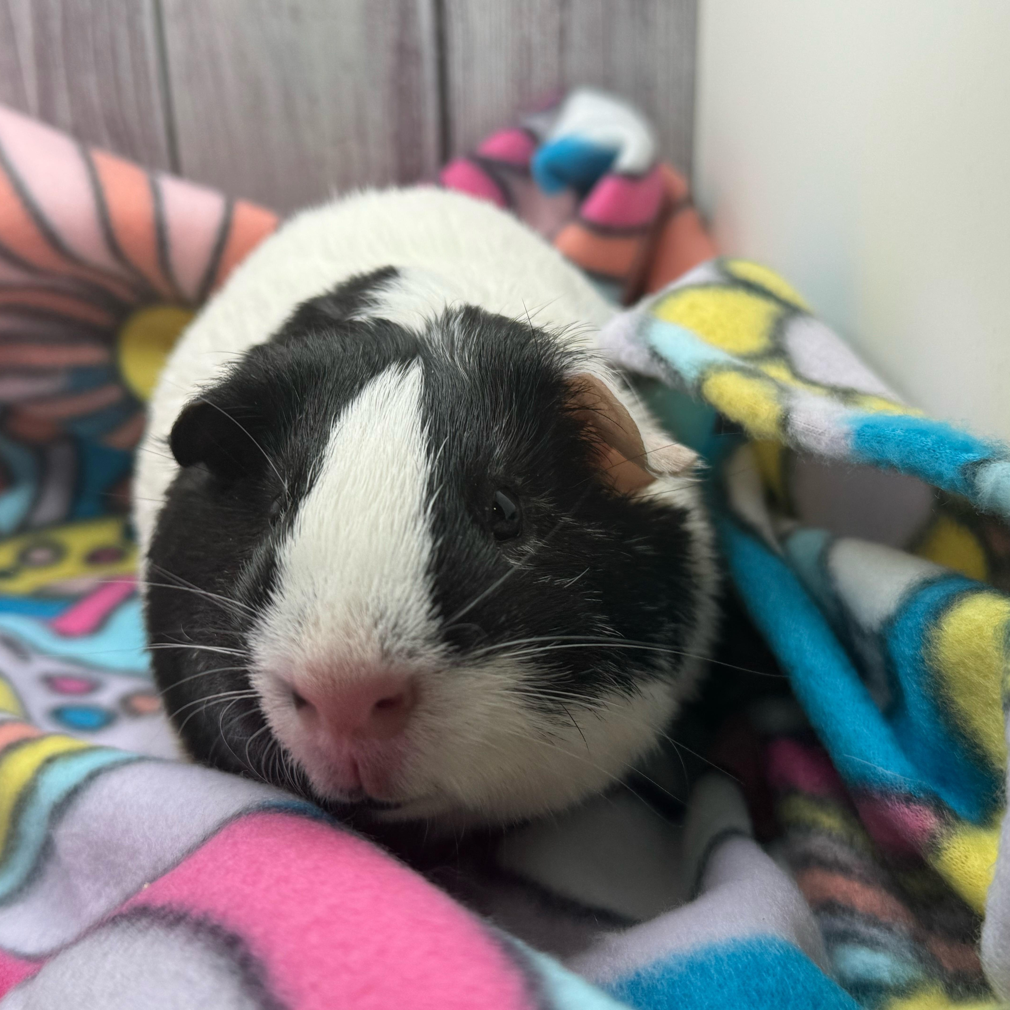 Enlarge Squidward-neutered male, a Adoptable Short-Haired in San Antonio, TX image 2/2