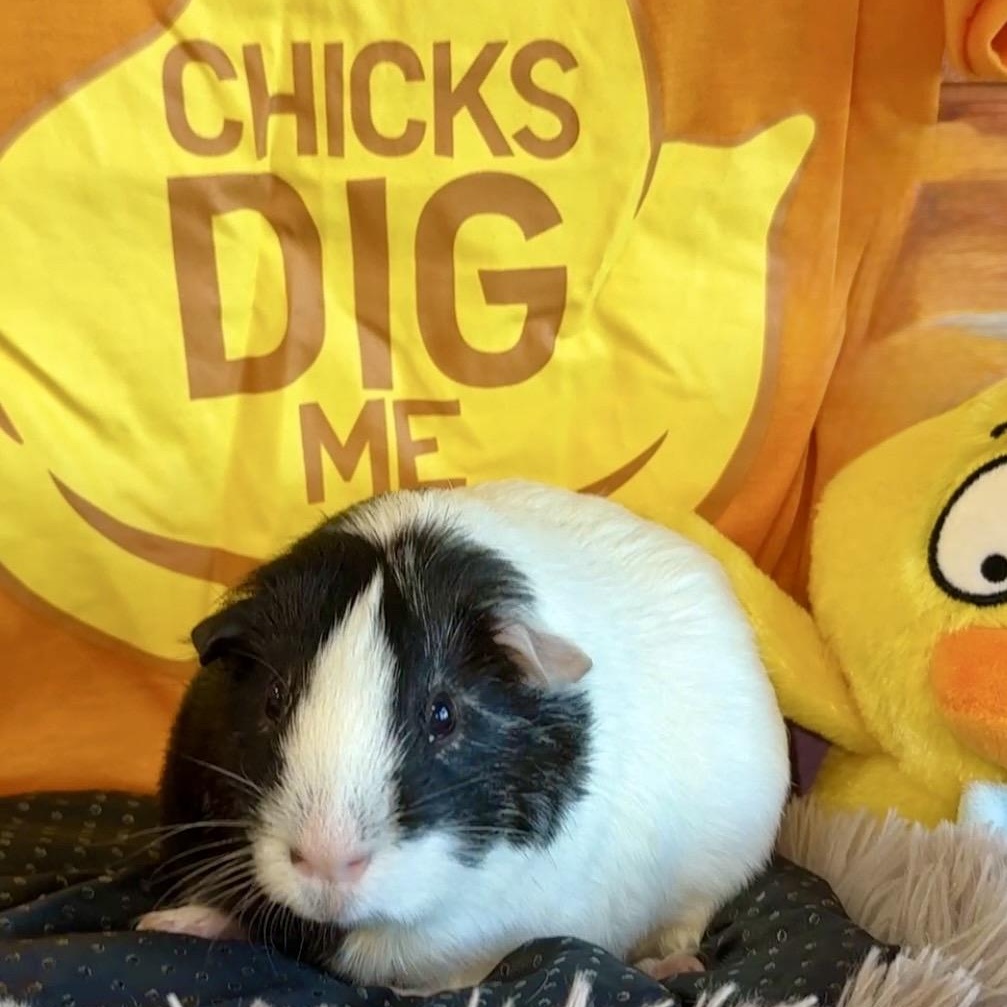 Squidward-neutered male, Adoptable, Adult Male Short-Haired.