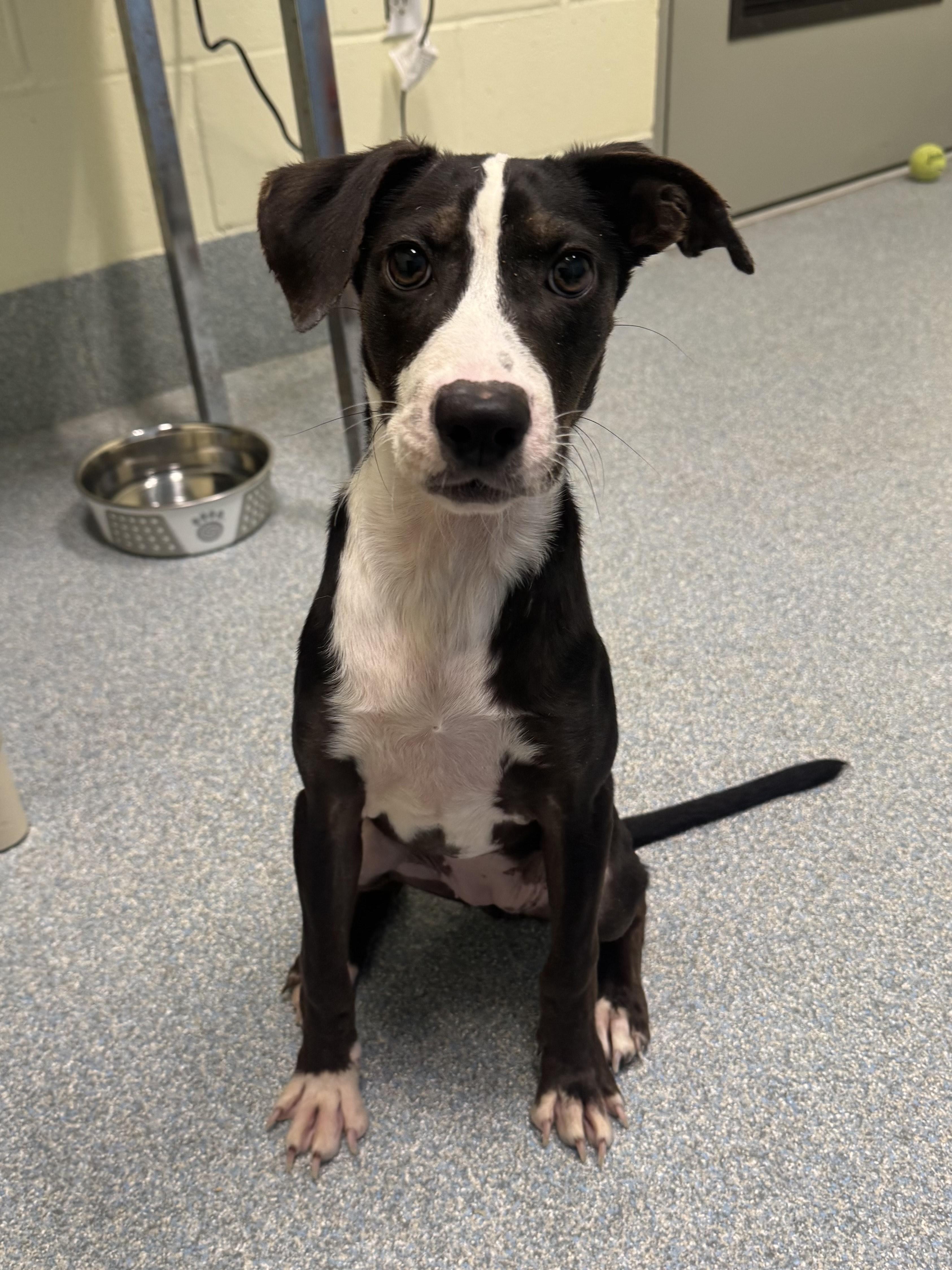 Lulu, adopted, Young Female Border Collie.