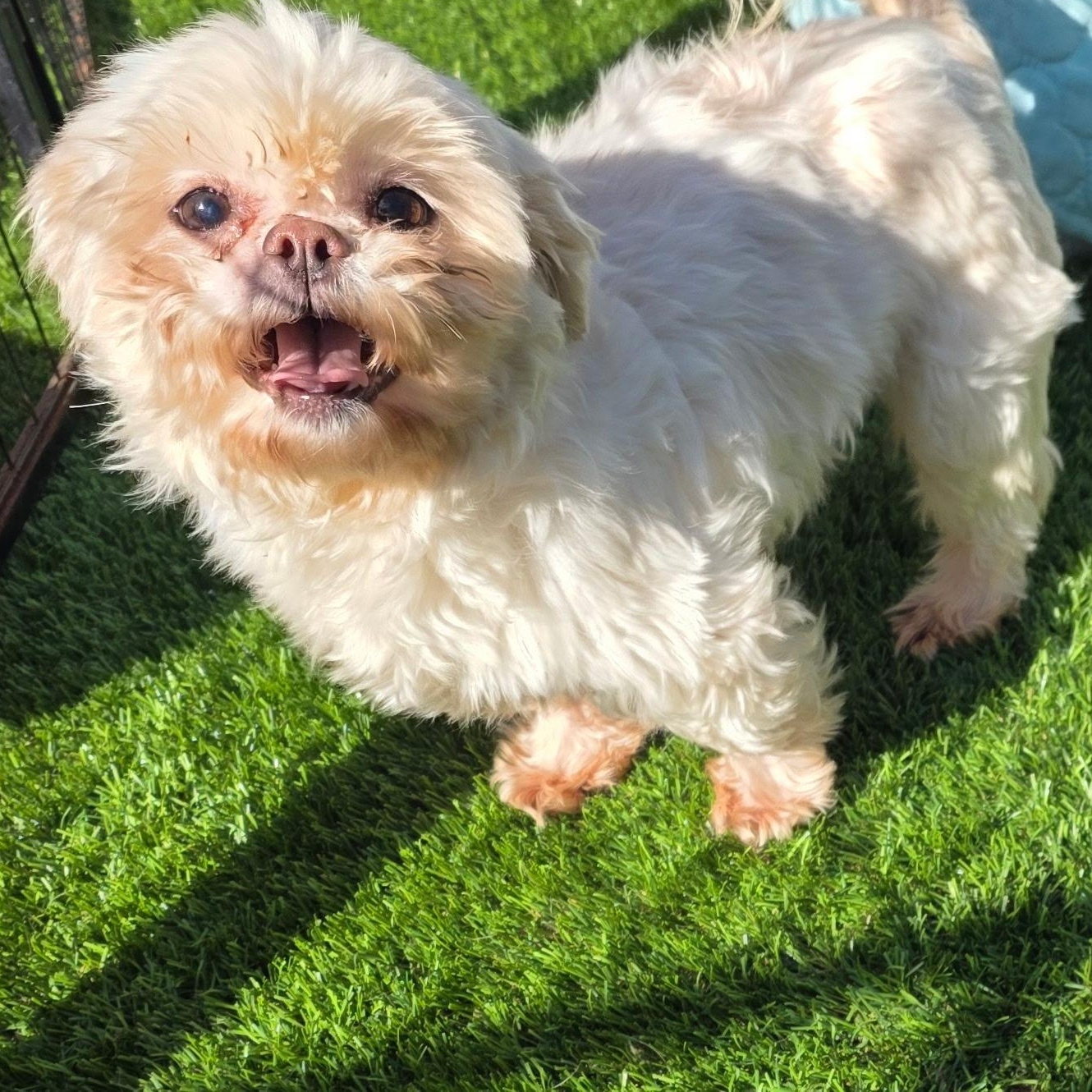 Pearl , adopted, Adult Female Shih Tzu.