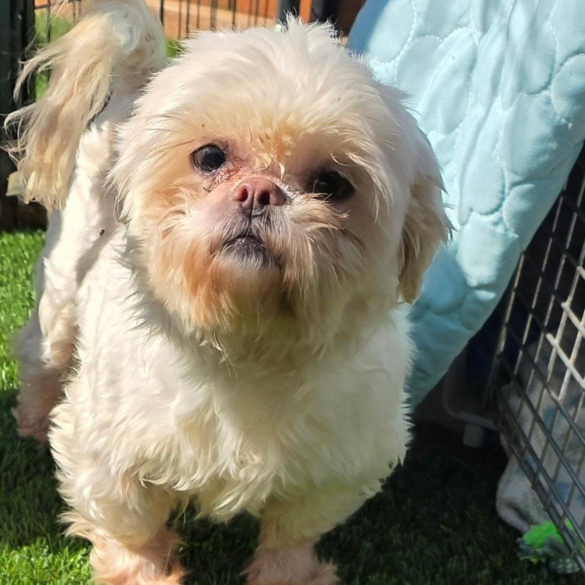 Enlarge Pearl , an adopted Shih Tzu in Anderson, SC image 2/3
