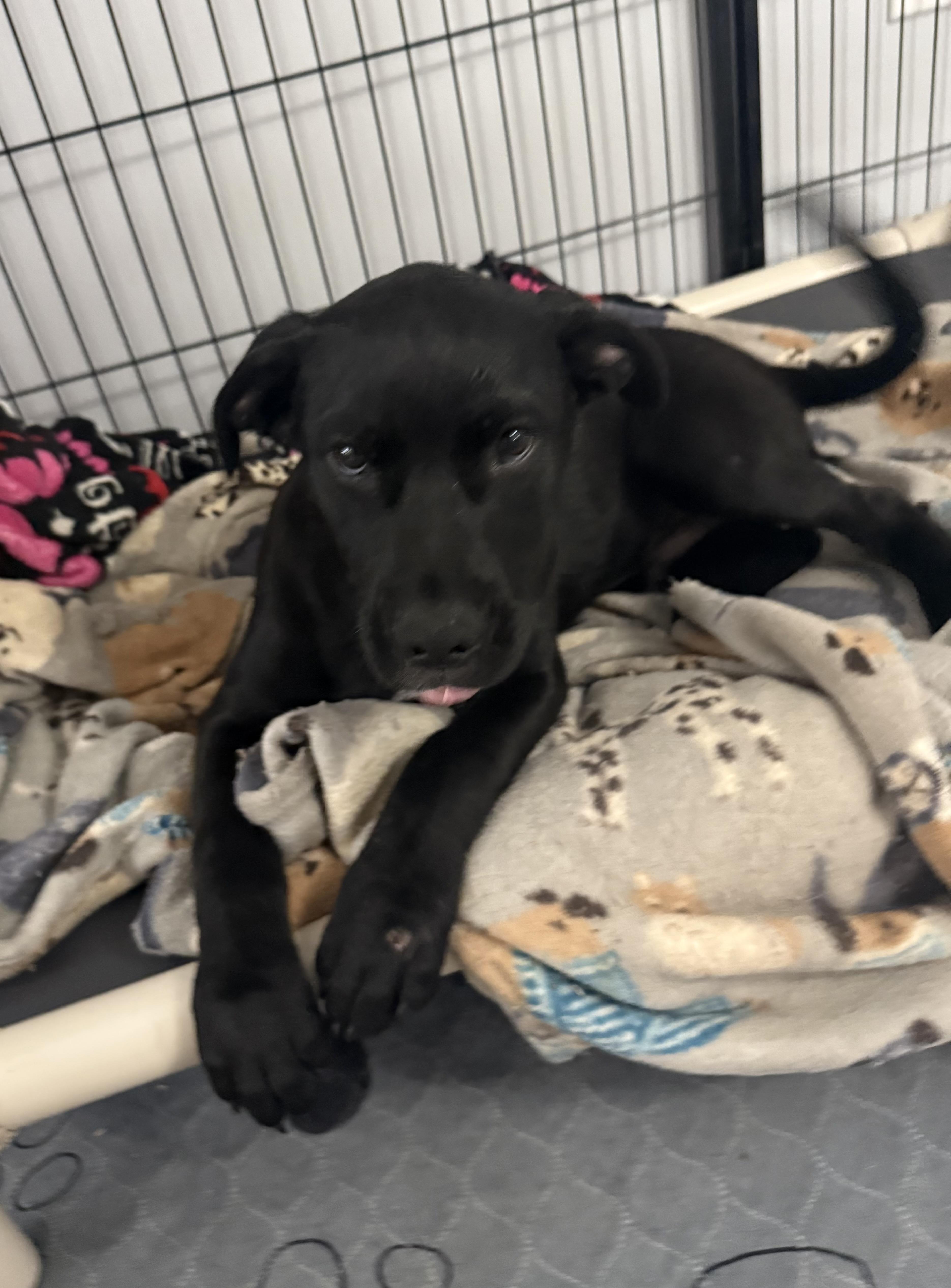 Zinger, a Adoptable mixed breed in Kings Mountain, NC image 2/6