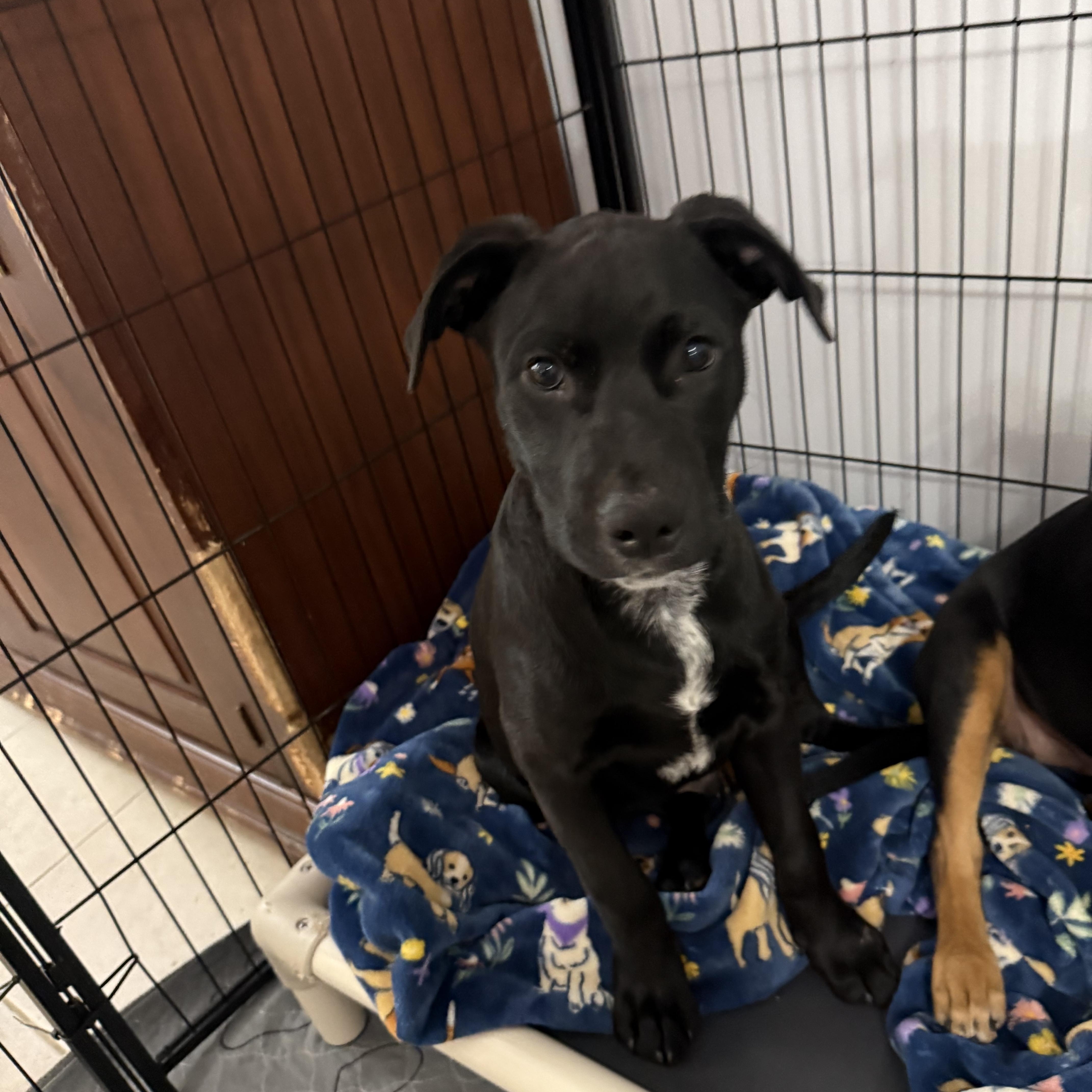 Zinger, a Adoptable mixed breed in Kings Mountain, NC image 3/6