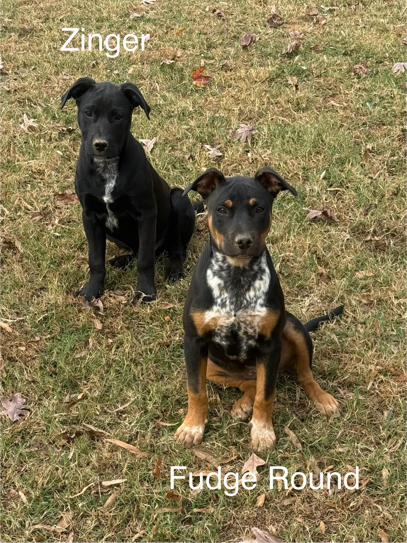 Zinger, a Adoptable mixed breed in Kings Mountain, NC image 4/6