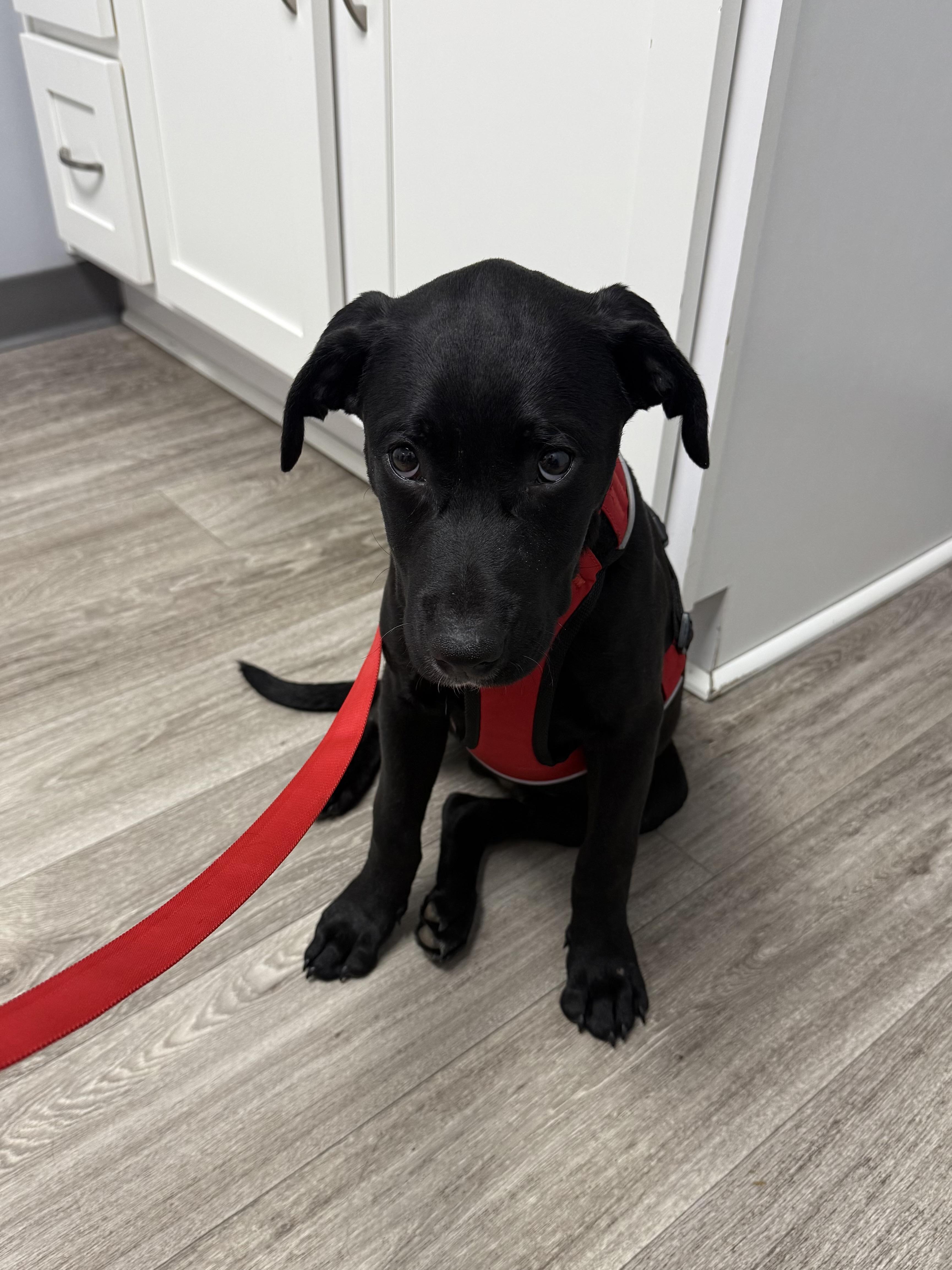 Zinger, a Adoptable mixed breed in Kings Mountain, NC image 5/6