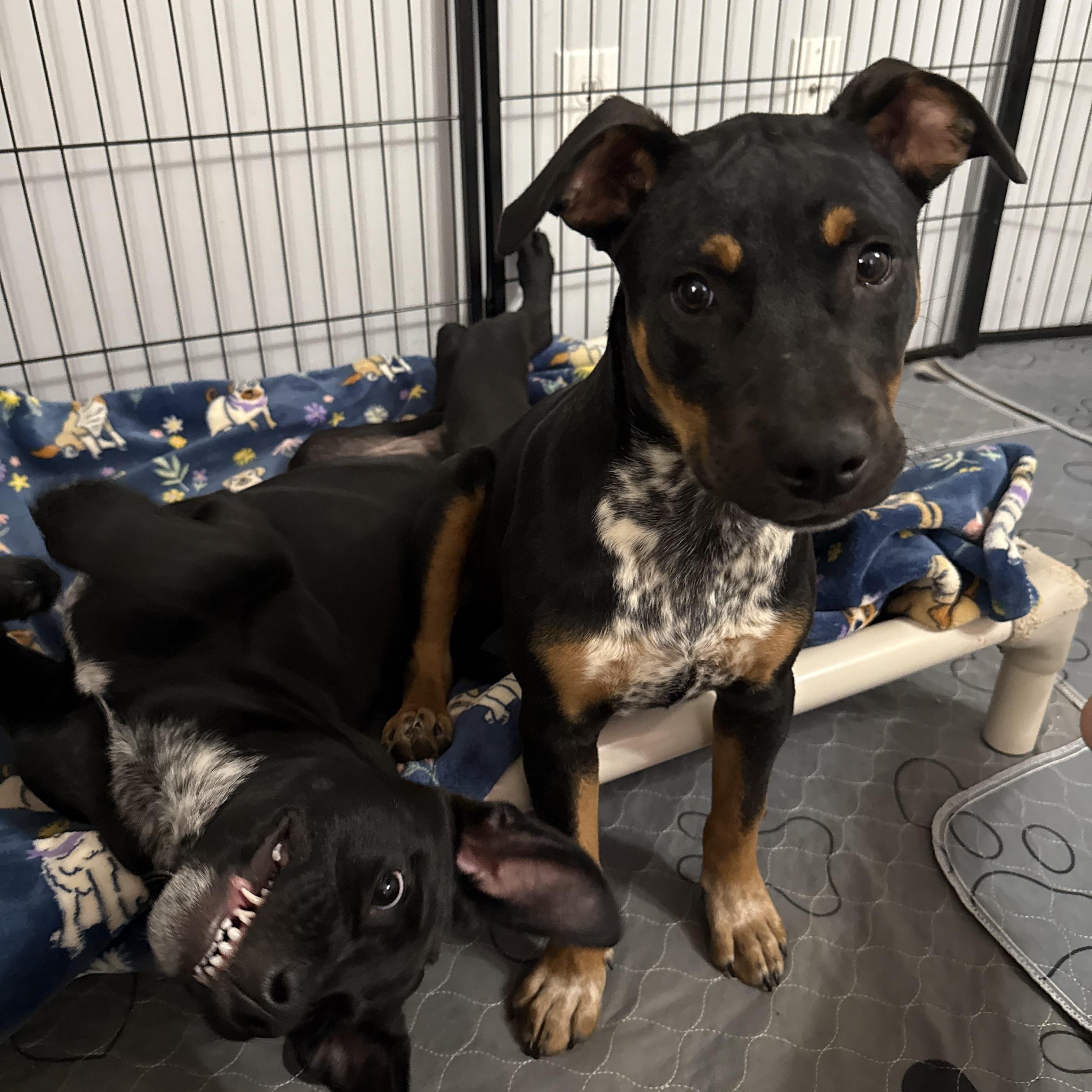 Zinger, a Adoptable mixed breed in Kings Mountain, NC image 6/6