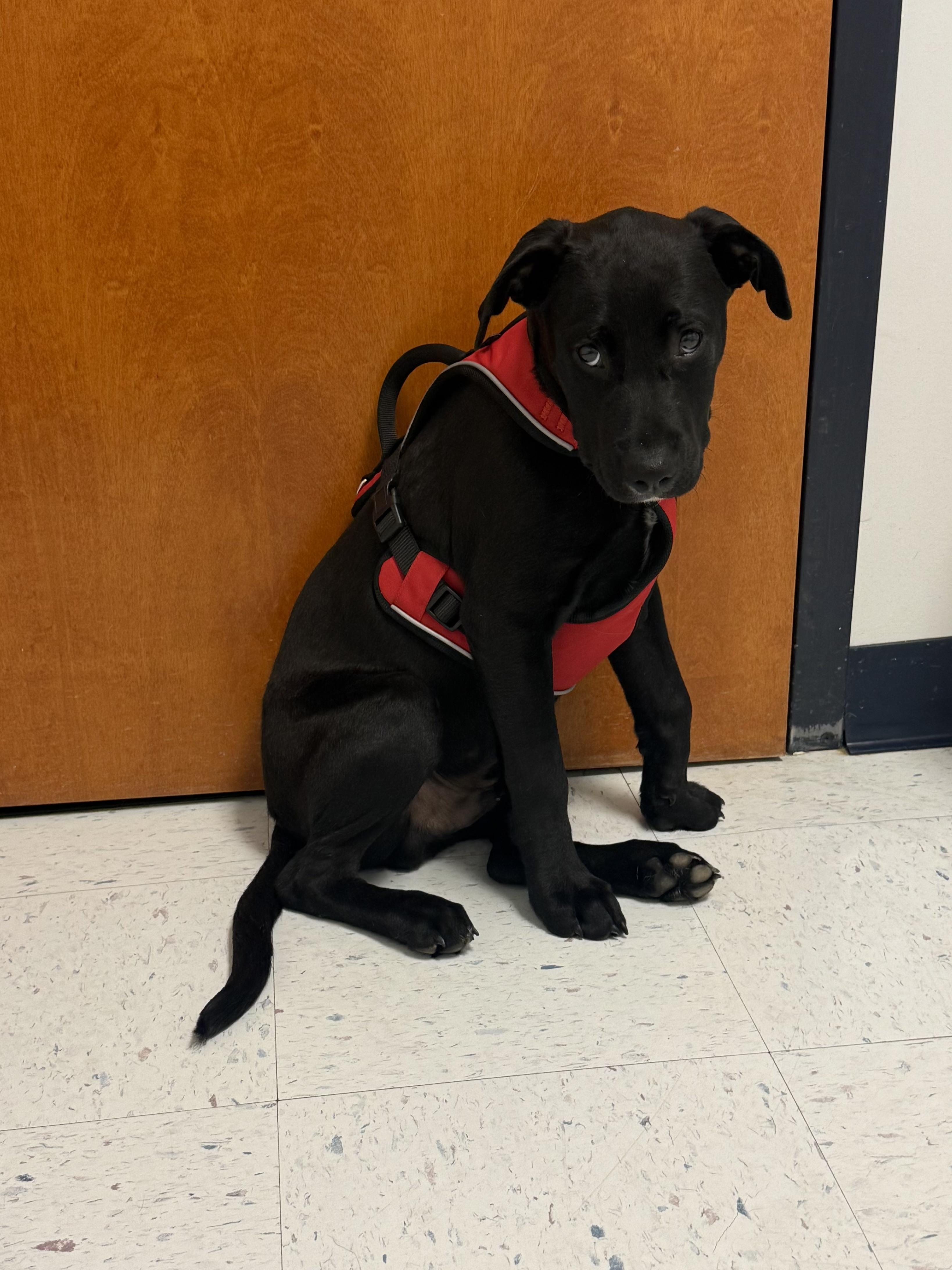Zinger, a Adoptable mixed breed in Kings Mountain, NC image 1/6