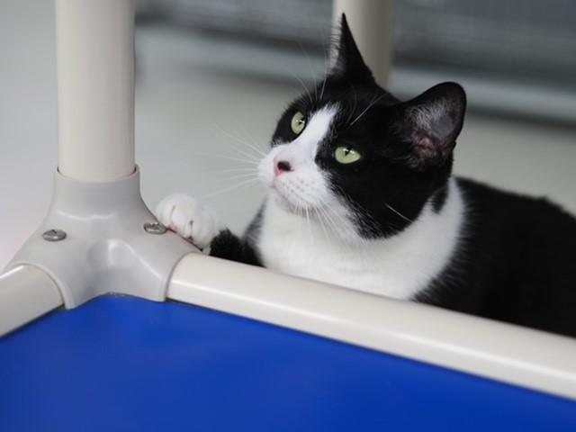 Kiki, adopted, Adult Female Domestic Short Hair.