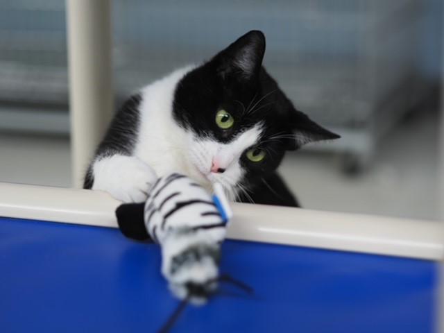 Enlarge Kiki, an adopted Domestic Short Hair in Grosse Ile, MI image 2/3