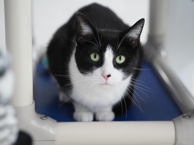 Enlarge Kiki, an adopted Domestic Short Hair in Grosse Ile, MI image 3/3