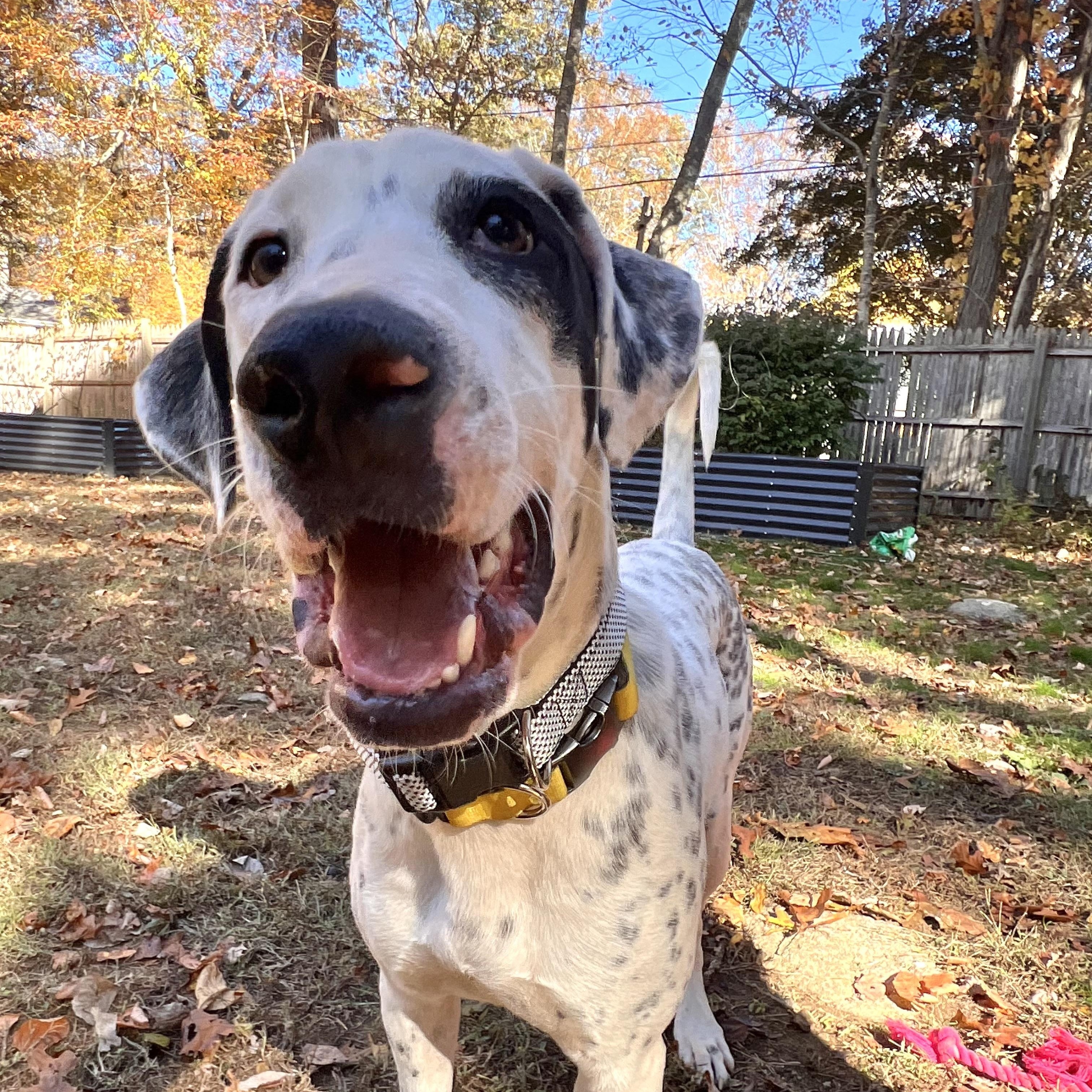 Enlarge Vinnie , a Adoptable mixed breed in Tampa, FL image 3/6