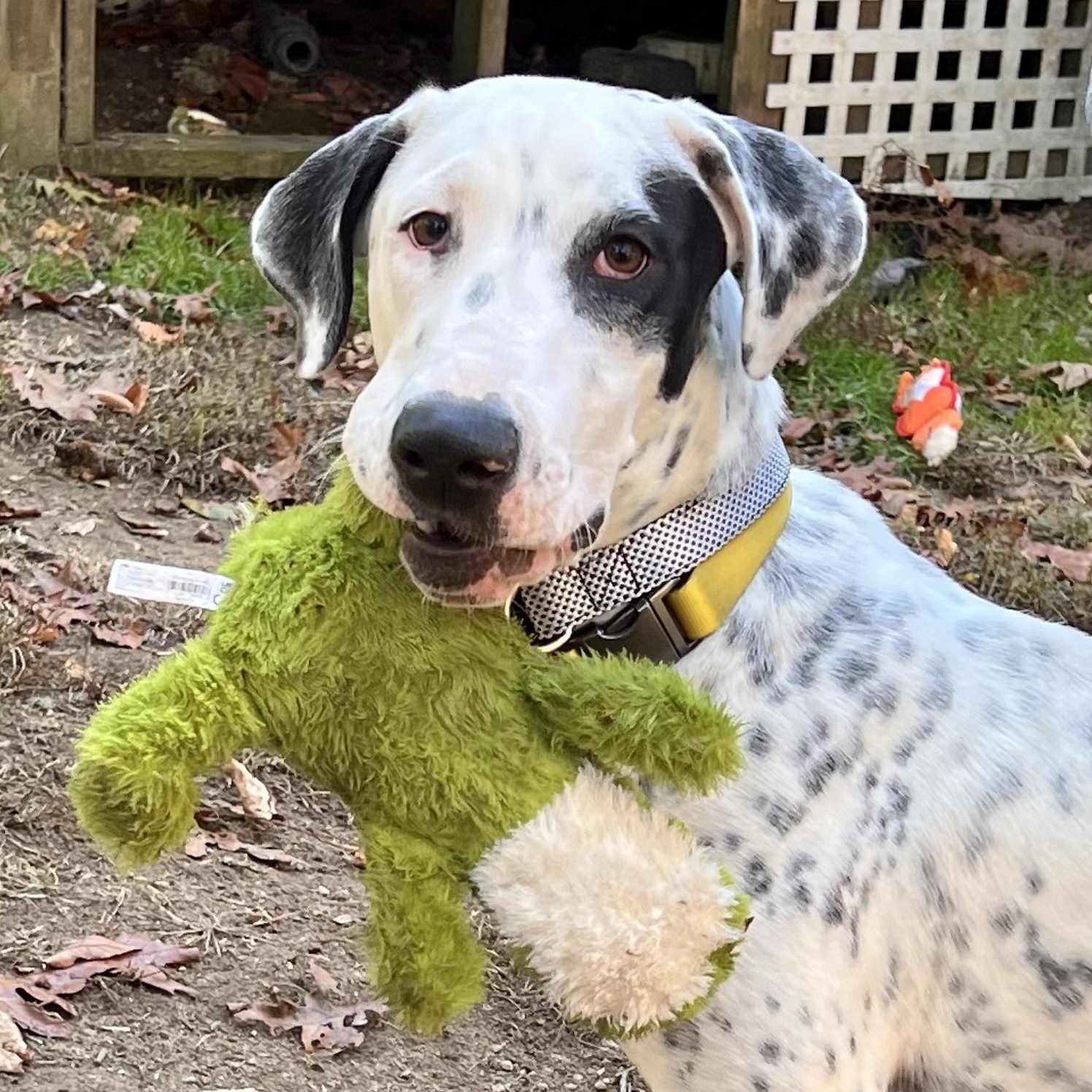Enlarge Vinnie , a Adoptable mixed breed in Tampa, FL image 1/6