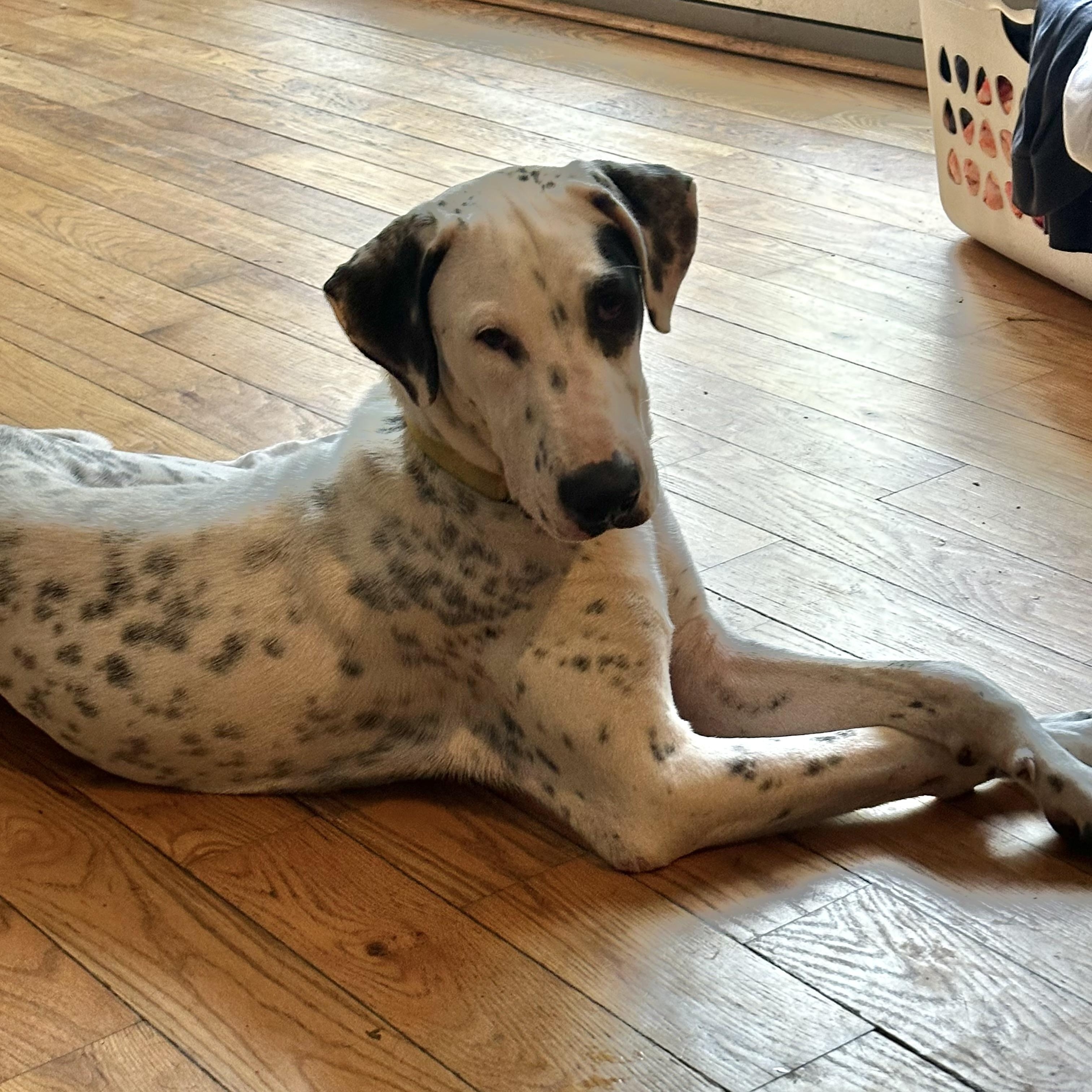 Enlarge Vinnie , a Adoptable mixed breed in Tampa, FL image 5/6