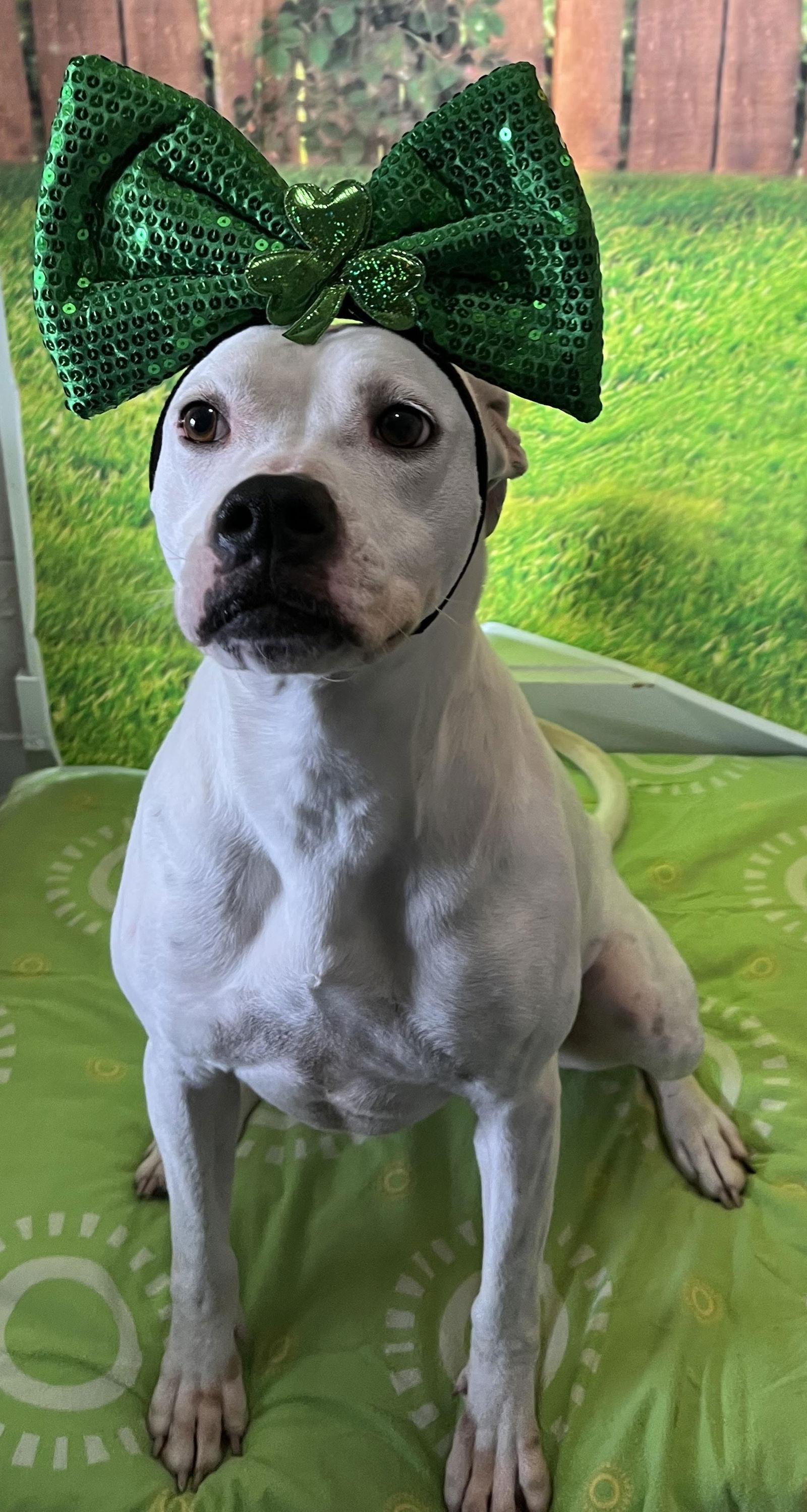 Enlarge Clara, a Adoptable mixed breed in Sistersville, WV image 2/3