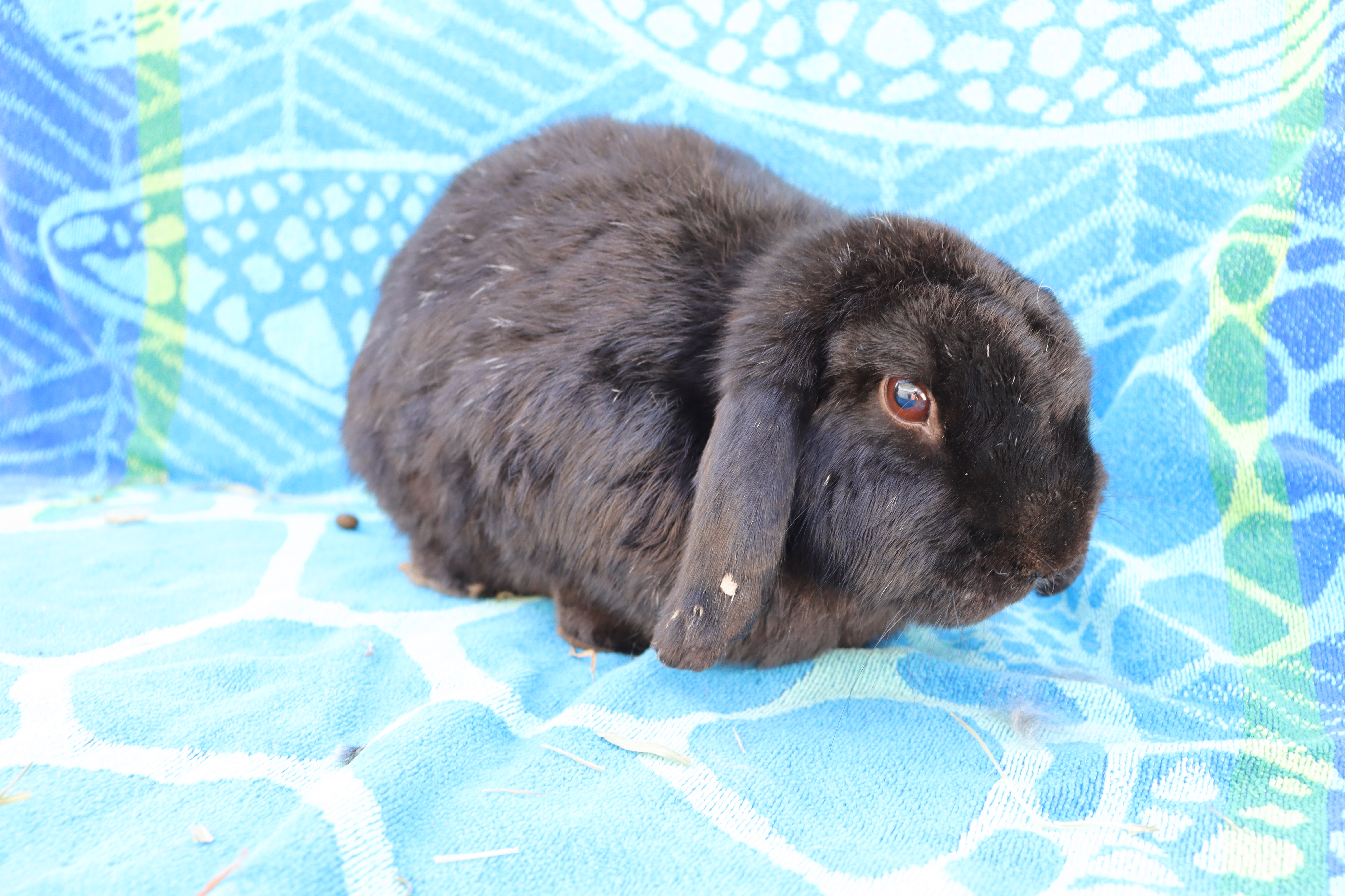 LOUIS THE LOP, Adult Male unknown