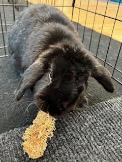 LOUIS THE LOP (ADULT NEUTERED MALE) photo 4