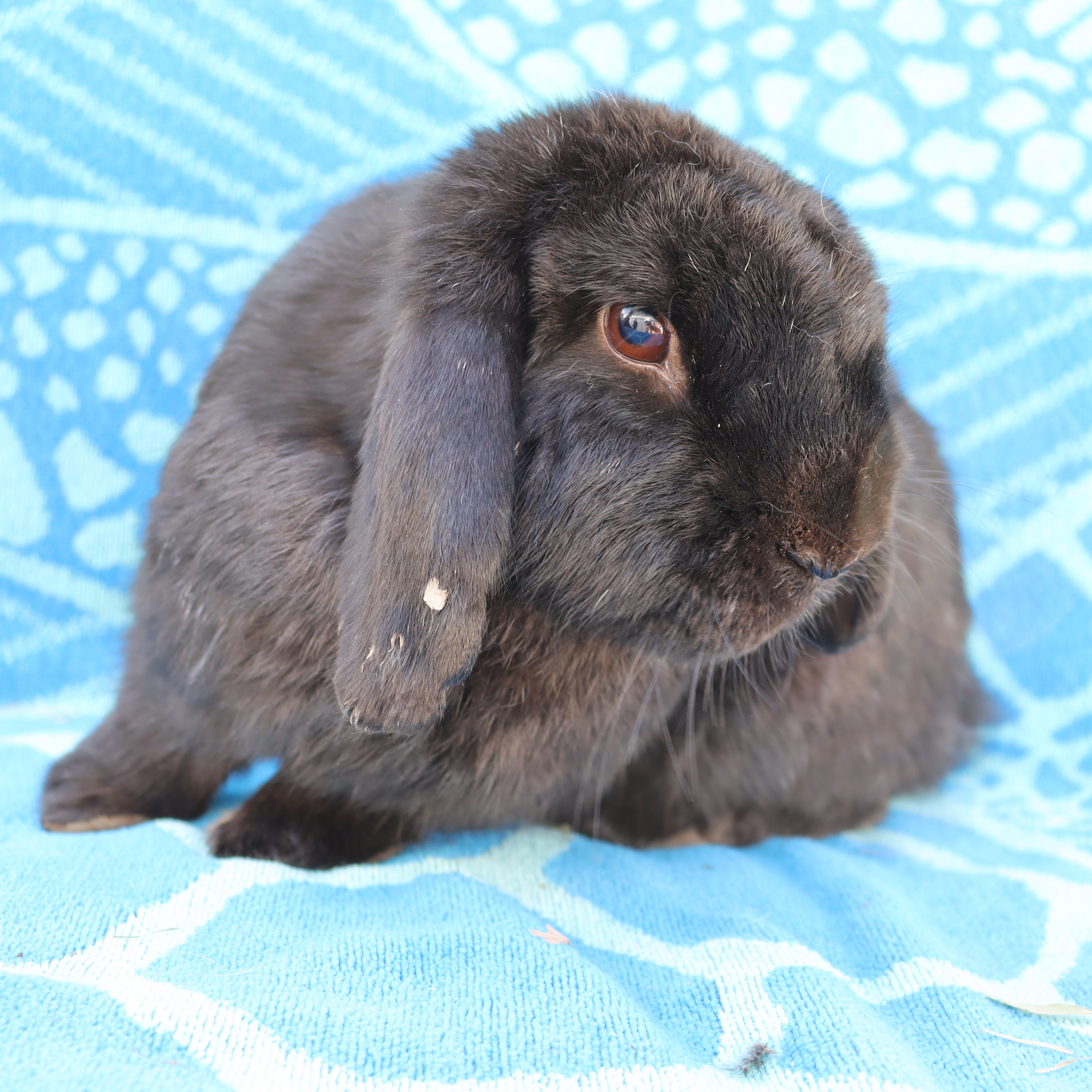 LOUIS THE LOP photo 3