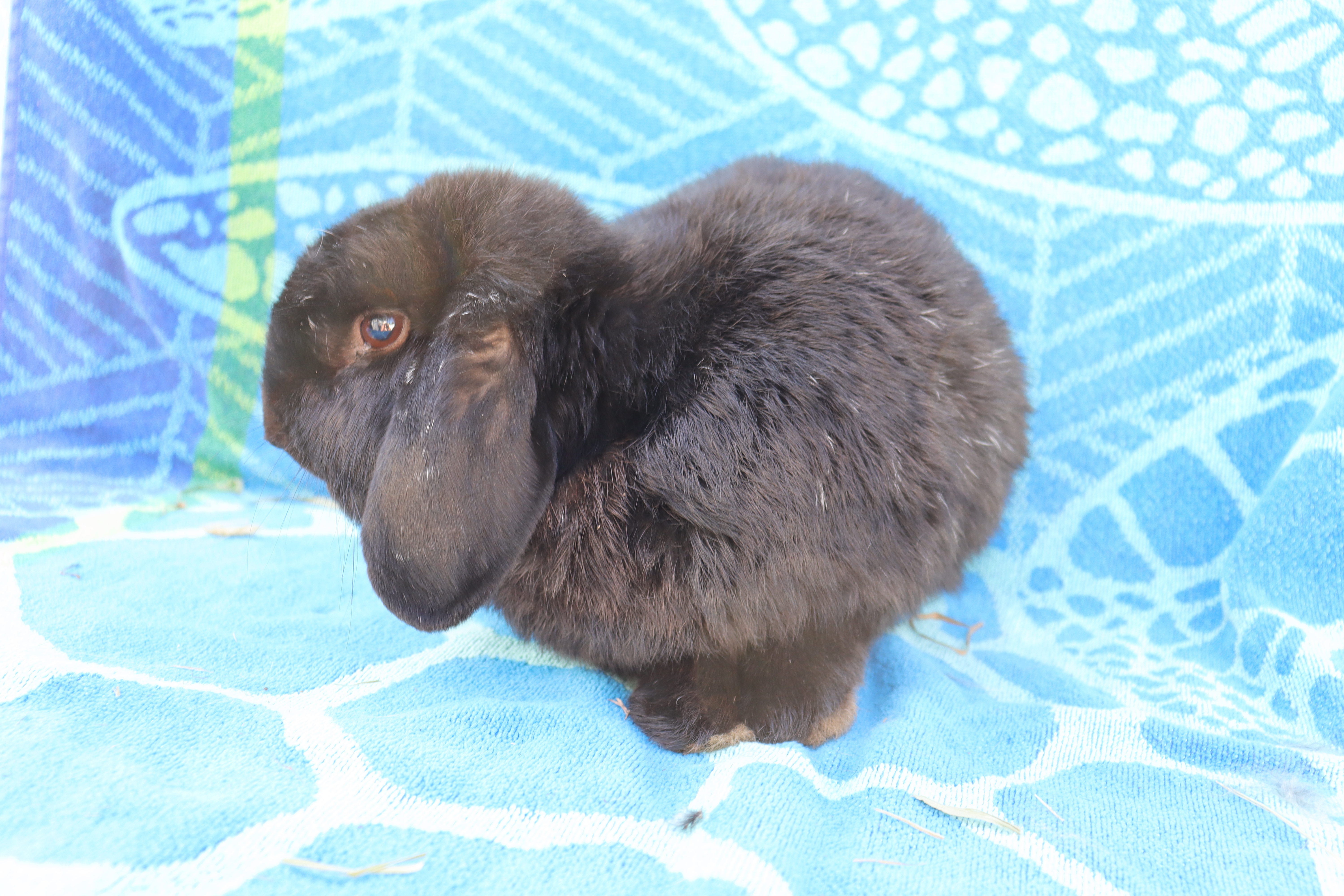 LOUIS THE LOP photo 2