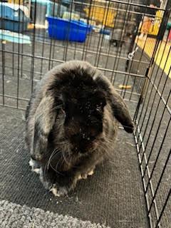 LOUIS THE LOP (ADULT NEUTERED MALE) photo 3