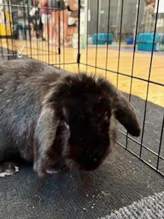 LOUIS THE LOP, Adult Male unknown