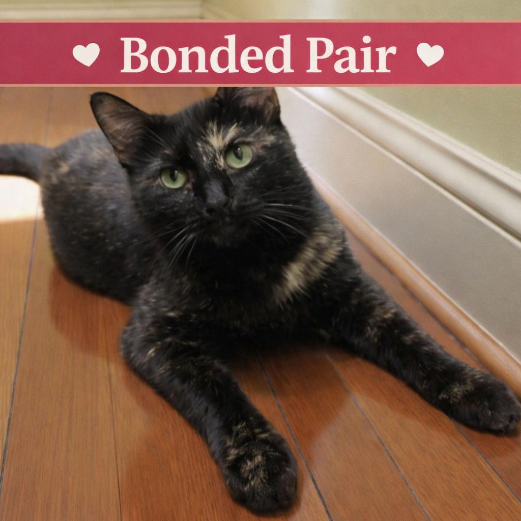 Harlee , Adoptable, Young Female Tortoiseshell & Bombay.