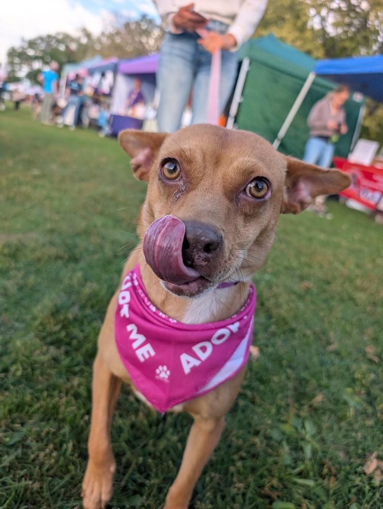 Nala, Adoptable, Young Female Chihuahua & Terrier.